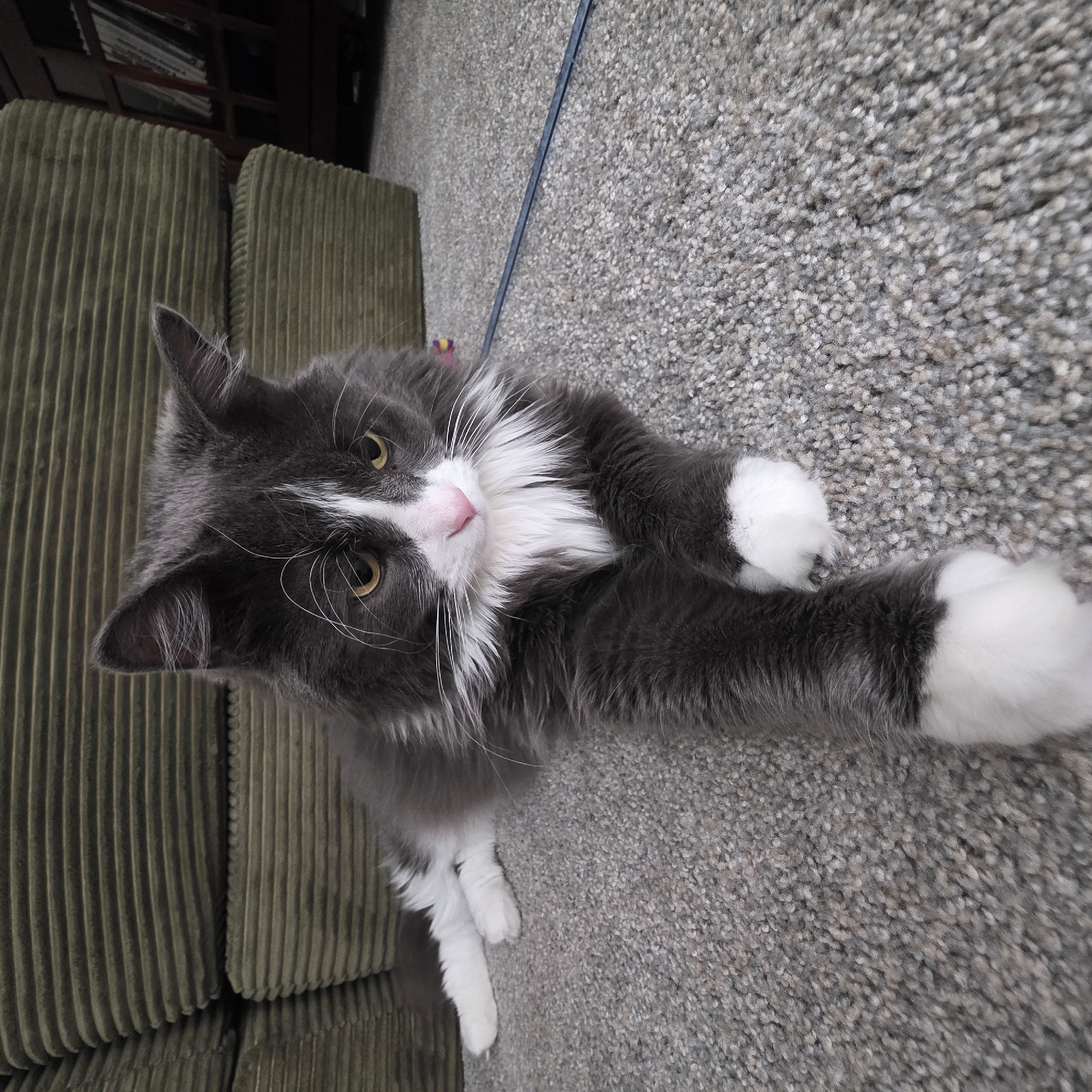 A gray and white cat is lying on a carpeted floor. The cat is facing the camera with its head tilted slightly to the side. Its eyes are yellow and its nose is pink. The cat has white paws and a white chest. In the background, there is a green couch and a bookshelf. The scene appears to be indoors. This image was taken in Portland, United States of America.
