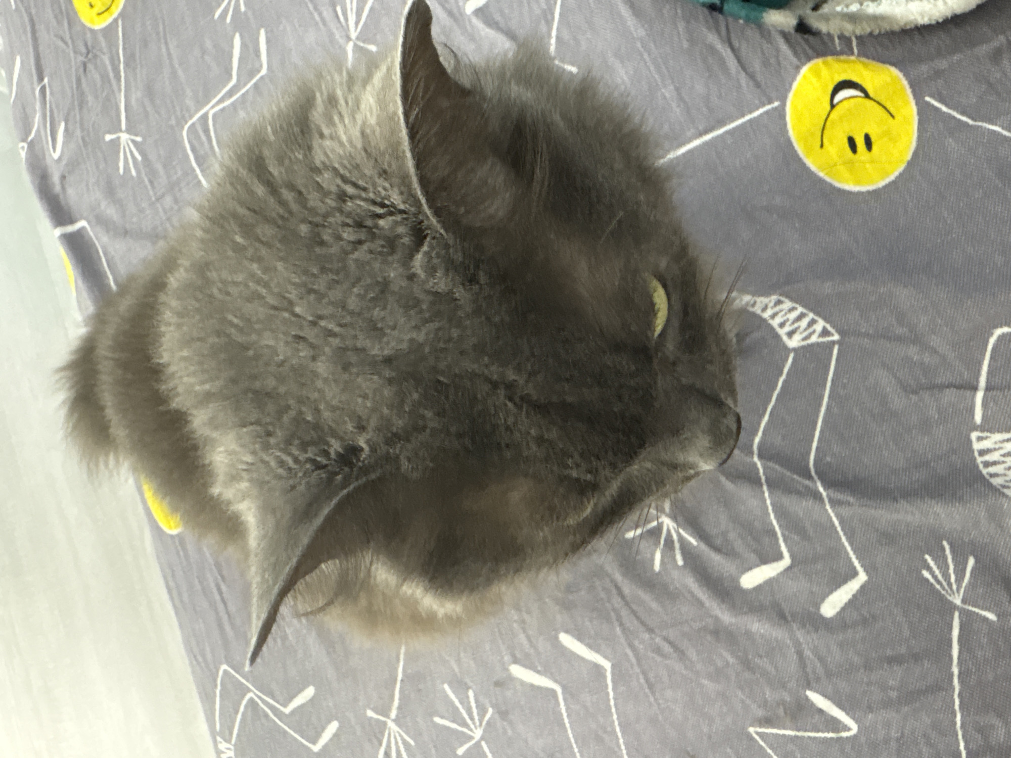 A gray cat with green eyes is lying on a gray and white patterned bedspread. The bedspread has a pattern of abstract white lines and a yellow smiley face icon. The cat is viewed from above and is the primary subject of the image. The scene is indoors.