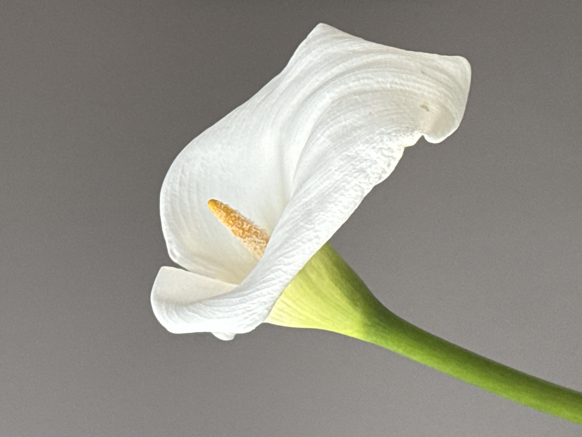 This still life photograph features a single, pristine white calla lily (Zantedeschia aethiopica) set against a plain, solid medium-gray background. The elegant flower is captured with soft, even lighting, highlighting its delicate form and textures.
The dominant subject is the calla lily, characterized by its iconic, trumpet-shaped white spathe, which gently enfolds a vibrant yellow spadix. The spathe exhibits subtle vertical ridges and a soft, slightly translucent quality, particularly towards its edges. The golden-yellow spadix is visible within the spathe's opening, appearing textured. A smooth, bright green stem supports the flower, extending diagonally from the lower center towards the bottom right of the frame.
The composition places the flower in an upward and outward reaching posture, conveying grace and simplicity. No other objects, people, or events are depicted. The neutral background emphasizes the purity of the white blossom, the vivid yellow of the spadix, and the fresh green of the stem. There is no visible text. The image originates from Tbilisi, Georgia.