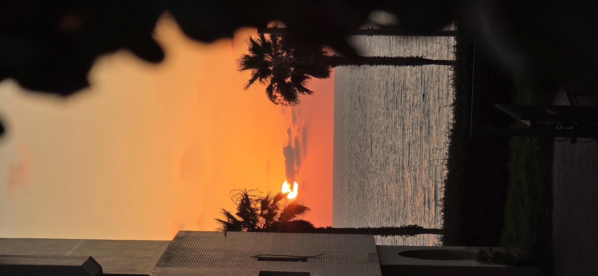 A sunset over the Mediterranean Sea is framed by a building and palm trees in Bat Yam, Israel. The sky is ablaze with vibrant orange and pink hues as the sun dips below the horizon. Two palm trees, silhouetted against the colorful sky, stand on either side of the frame. The building, on the left, is made of light-colored brick. The sea is calm, reflecting the warm colors of the sunset. In the foreground, there is a dark silhouette of foliage and a railing, partially obscuring the view.