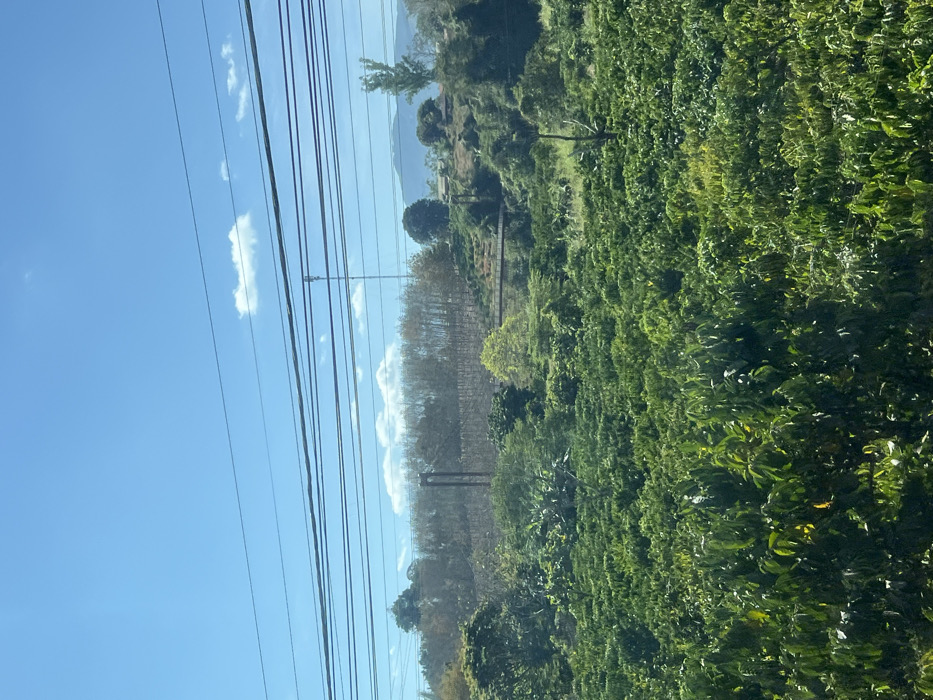 A verdant hillside ascends, densely covered in lush green foliage. Power lines stretch across a blue sky dotted with wispy clouds. In the distance, a row of trees with bare branches lines a lower-lying area, possibly a valley. Hints of mountains can be glimpsed in the far background, under a hazy sky. The scene presents a mix of nature and human infrastructure.