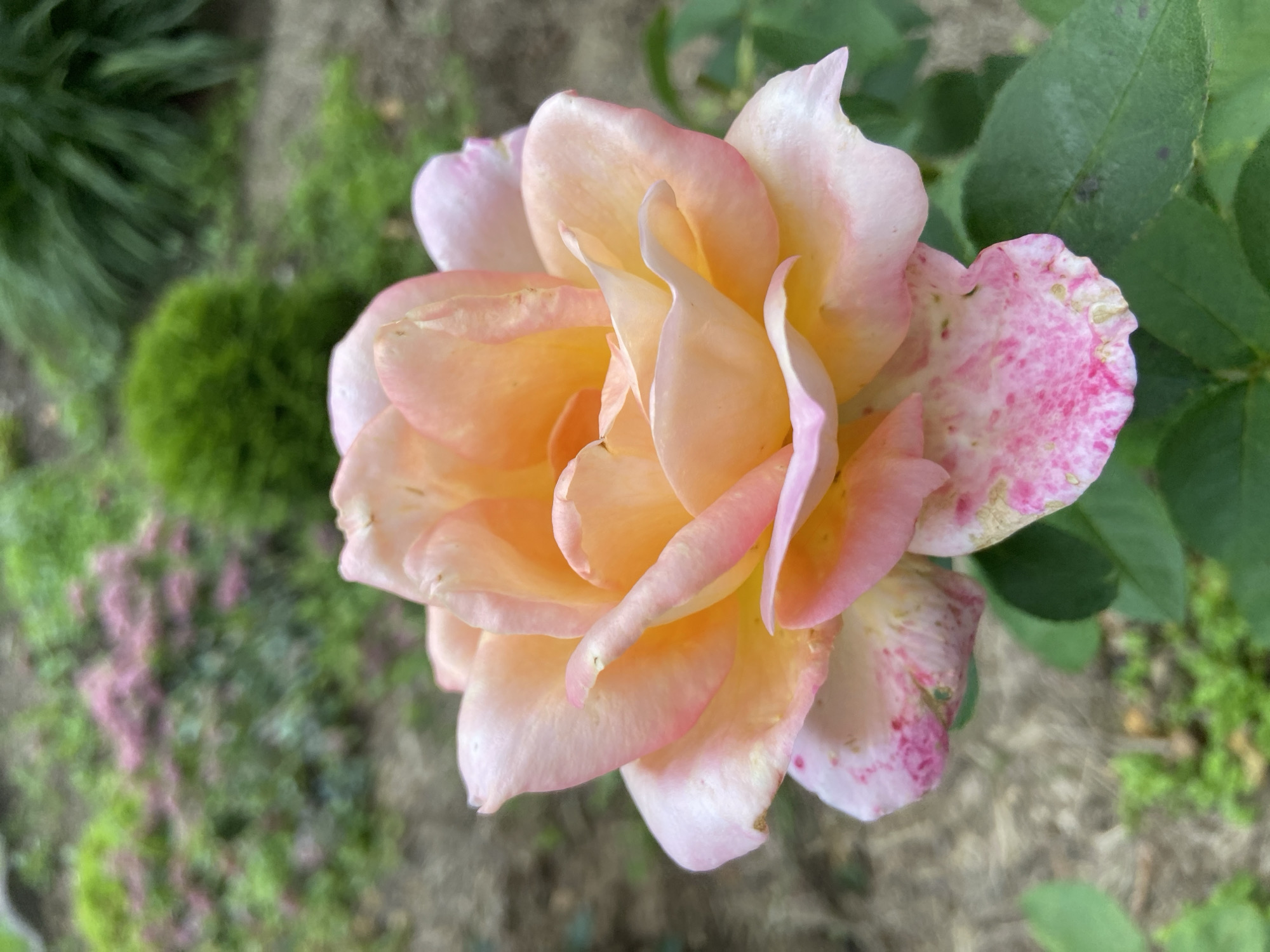 A close-up shot focuses on a light peach-colored rose with hints of pink and yellow on its petals. The rose is in full bloom, with its petals gently unfurling. The background is softly blurred, showing greenery and hints of pink flowers, suggesting a garden setting. The image does not contain any people or actions. The location of Зимородок Днп, Russia is not discernible from the image.