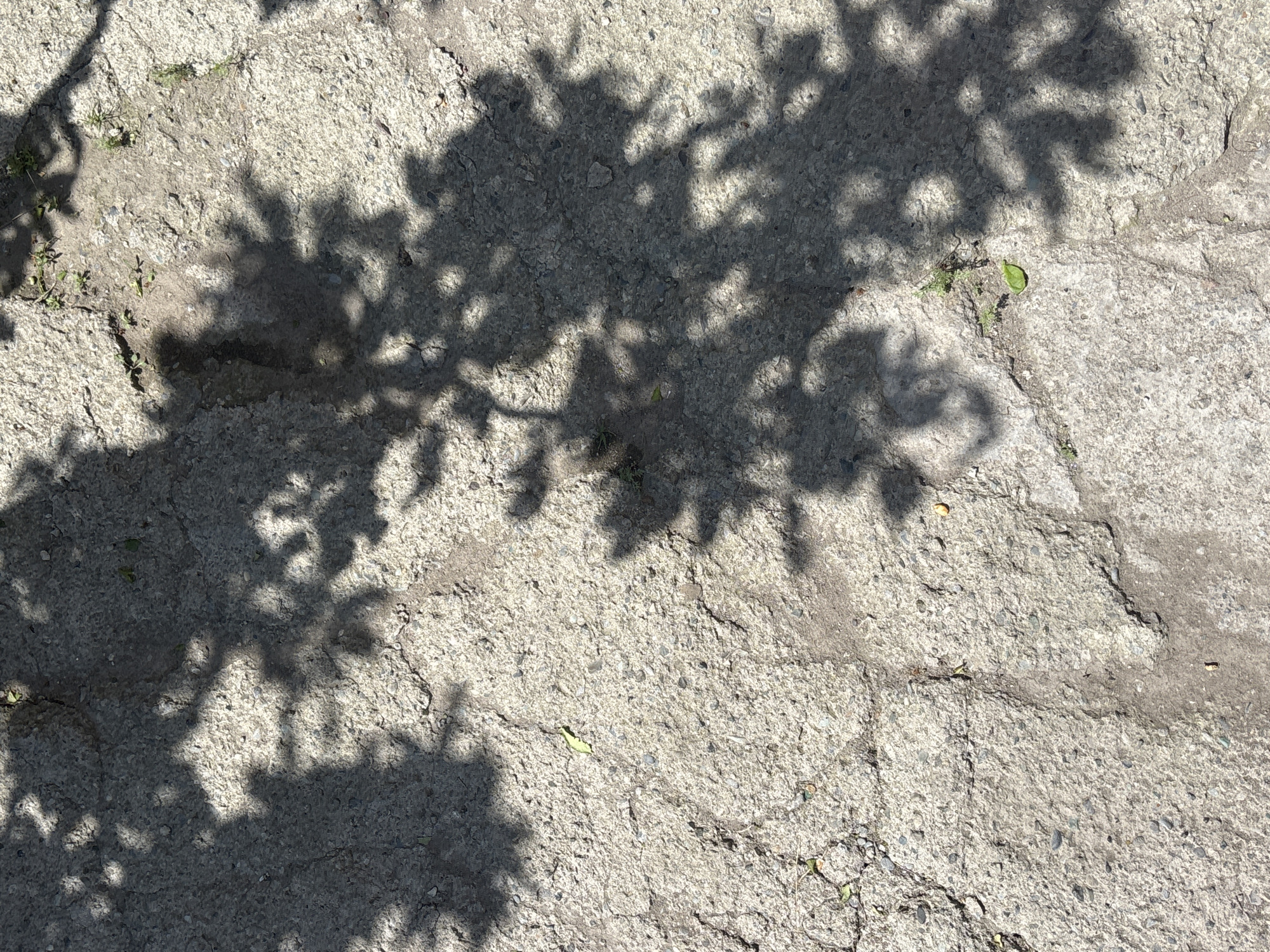 The image shows a close-up, overhead view of a cracked concrete surface with tree shadows cast upon it. Small green shoots are visible in some of the cracks. A single green leaf rests on the concrete. The scene appears to be outdoors, suggesting a location within the city of Jrarat, Armenia, likely on a street or pathway where trees are present. There are no people or animals visible in the image. The lighting indicates a sunny day.