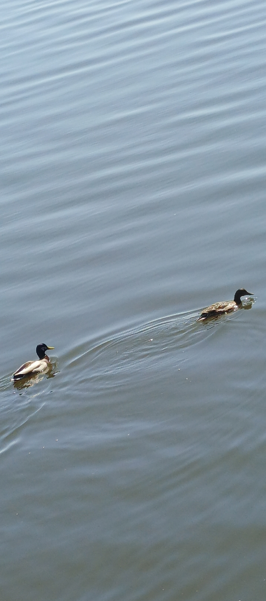 Two ducks are swimming in a body of water. The water is greyish-blue with gentle ripples. The ducks are swimming away from each other, with one positioned in the lower left and the other in the upper right of the frame. The exact location within the city of Chaikovsky, Russia is not identifiable from the image.