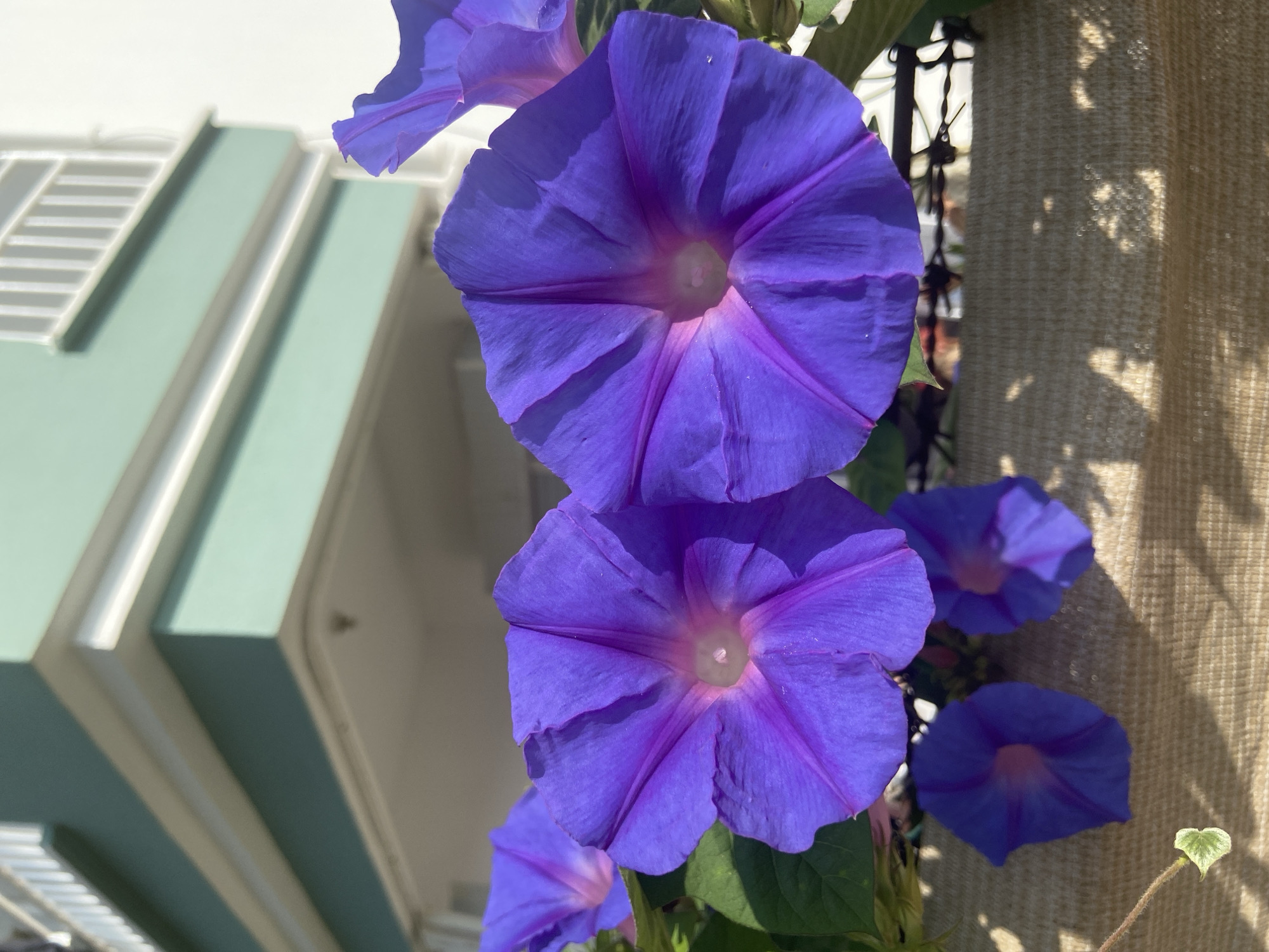This media file is a close-up photograph of several blooming morning glory flowers, predominantly in shades of vibrant purple. The flowers are the main subjects, with their trumpet-shaped petals spread open, revealing a lighter, almost pinkish-purple hue towards their centers. Sunlight casts shadows on the flowers and the textured, beige fabric curtain to their right.
In the background, to the left, a building with light green and white architectural features is visible, suggesting an outdoor setting. The building's clean lines and the bright sunlight indicate it is daytime, likely sunny. The overall scene conveys a sense of natural beauty and a peaceful, possibly domestic, environment.
There is no visible text in the image. The composition focuses on the delicate and striking beauty of the flowers, with hints of the surrounding environment providing context. The image was taken in Serik, Turkey.