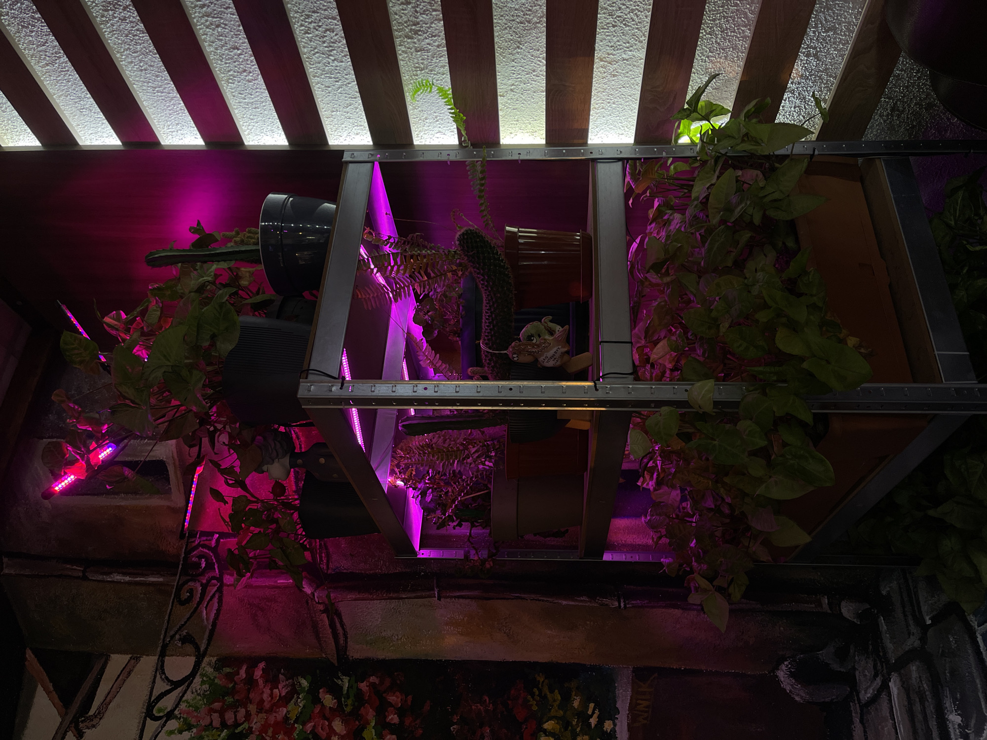 The image depicts a view upwards towards a ceiling installation, possibly in Bender, Moldova, although this cannot be forensically confirmed. The installation features a metal framework with plants and objects placed within its compartments. The lighting is predominantly pink and purple, casting shadows and highlighting the vegetation. The ceiling consists of parallel wooden slats with light filtering through the gaps. Below the installation, a mural or painted wall is visible, featuring floral designs and architectural elements. The overall atmosphere is dimly lit and artistic. Two black cylindrical objects are also present, possibly lighting or sound equipment.