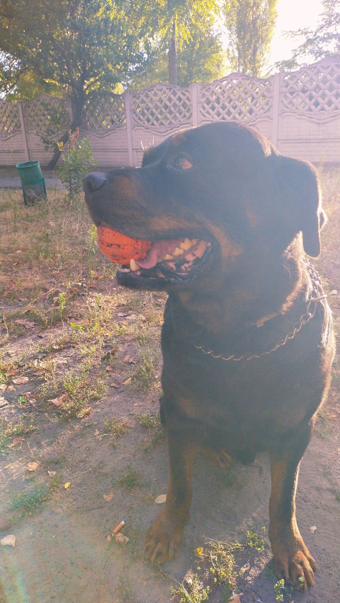 A Rottweiler dog is pictured outdoors, holding an orange ball in its mouth, with its tongue visible. The dog is wearing a chain collar. The background consists of a decorative fence, trees, and a trash can. The ground is covered with dirt, dry leaves, and sparse grass. A discarded cigarette butt is visible on the ground near the dog's paws. The lighting suggests it is late afternoon, with the sun casting a warm glow and lens flare. The scene is likely a park or backyard in Horishni Plavni, Ukraine. There are no people visible in the image.