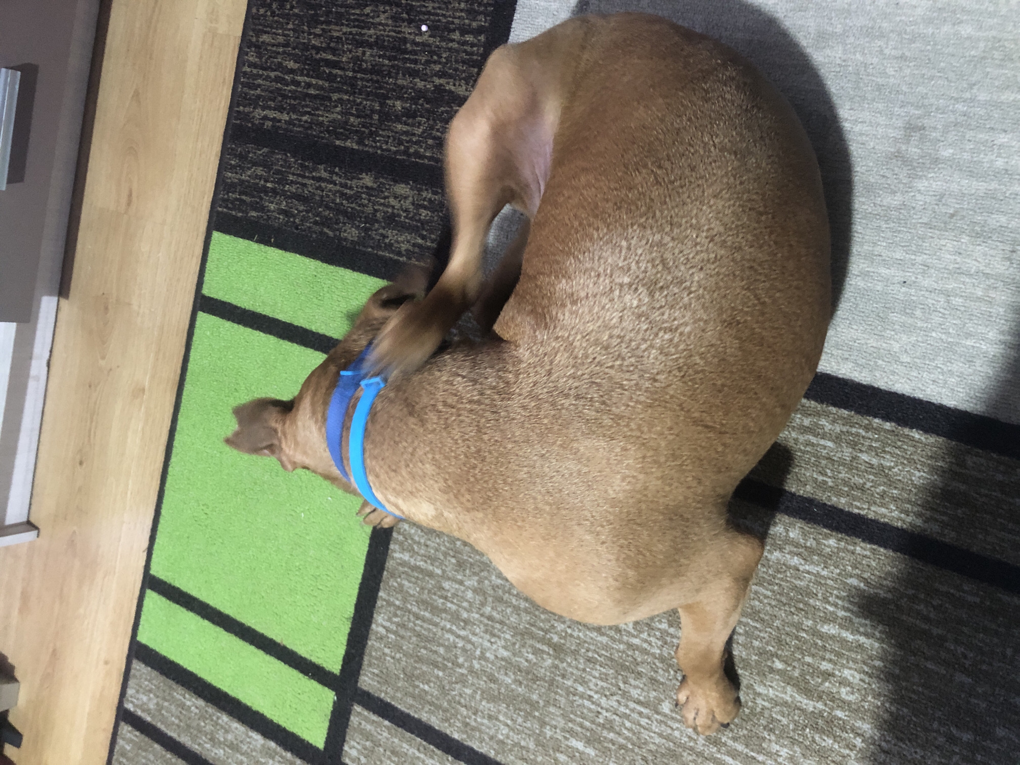 The image presents an overhead view of a light brown, short-haired dog curled up and resting on a geometric patterned rug. The dog is the main subject, occupying the center-right of the frame, tucked into a tight ball, appearing relaxed or asleep. It is wearing a bright blue collar or harness, with two straps visible around its neck and shoulder area.
The setting is indoors, indicated by the presence of a rug and a wooden floor. The rug features a distinct design with large segments of bright lime green, dark gray/black, and a lighter gray/beige color, separated by thick black lines. To the left of the rug, a light-colored wooden floor with visible planks is present. A prominent, elongated shadow of the dog is cast on the lighter gray section of the rug, suggesting a single, distinct light source.
There are no people or visible text in the image. The overall impression is one of a calm and comfortable domestic environment, possibly in a home in Sofia, Bulgaria, as per the provided context.