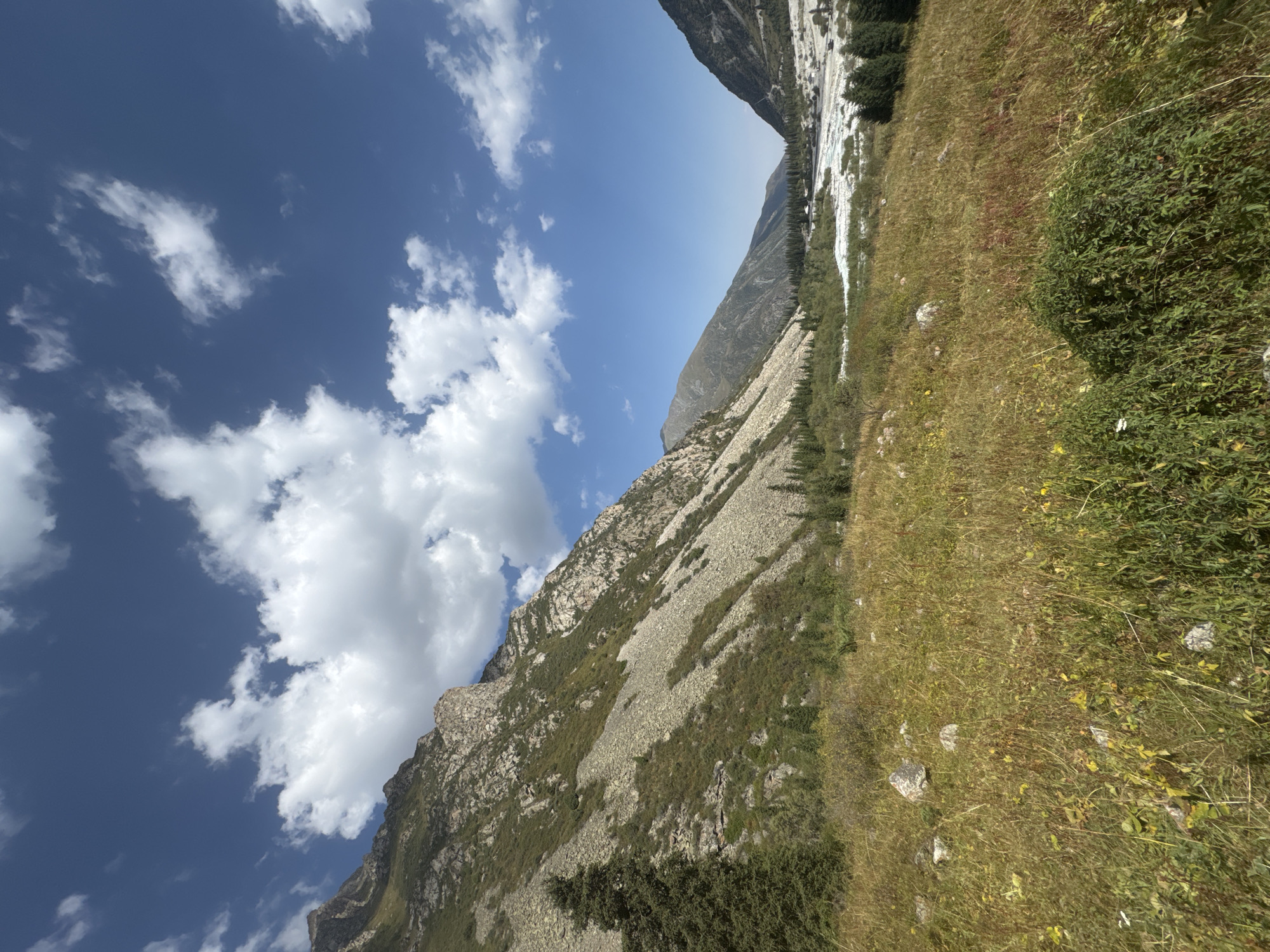 The image depicts a panoramic view of a mountainous valley in Kyrgyzstan under a bright blue sky dotted with fluffy white clouds. The foreground is a meadow of dry, golden grasses interspersed with green bushes and rocks. A large, dark green conifer tree stands on the left side of the image, partially obscuring the steep, rocky slope of a mountain that dominates the left half of the frame. This slope is characterized by scree, patches of green vegetation, and visible rock formations.
The middle ground reveals a wide, shallow riverbed with a turquoise-blue river flowing through it. The riverbanks are lined with coniferous trees and sparser vegetation. In the distance, the valley narrows, with more mountains visible on either side, their slopes covered in varying degrees of vegetation and rock. Some structures, possibly buildings or scattered dwellings, can be faintly discerned along the river and on the valley floor. The overall impression is one of a wild, natural landscape with signs of human habitation at a distance. There are no people or animals visible in the image.