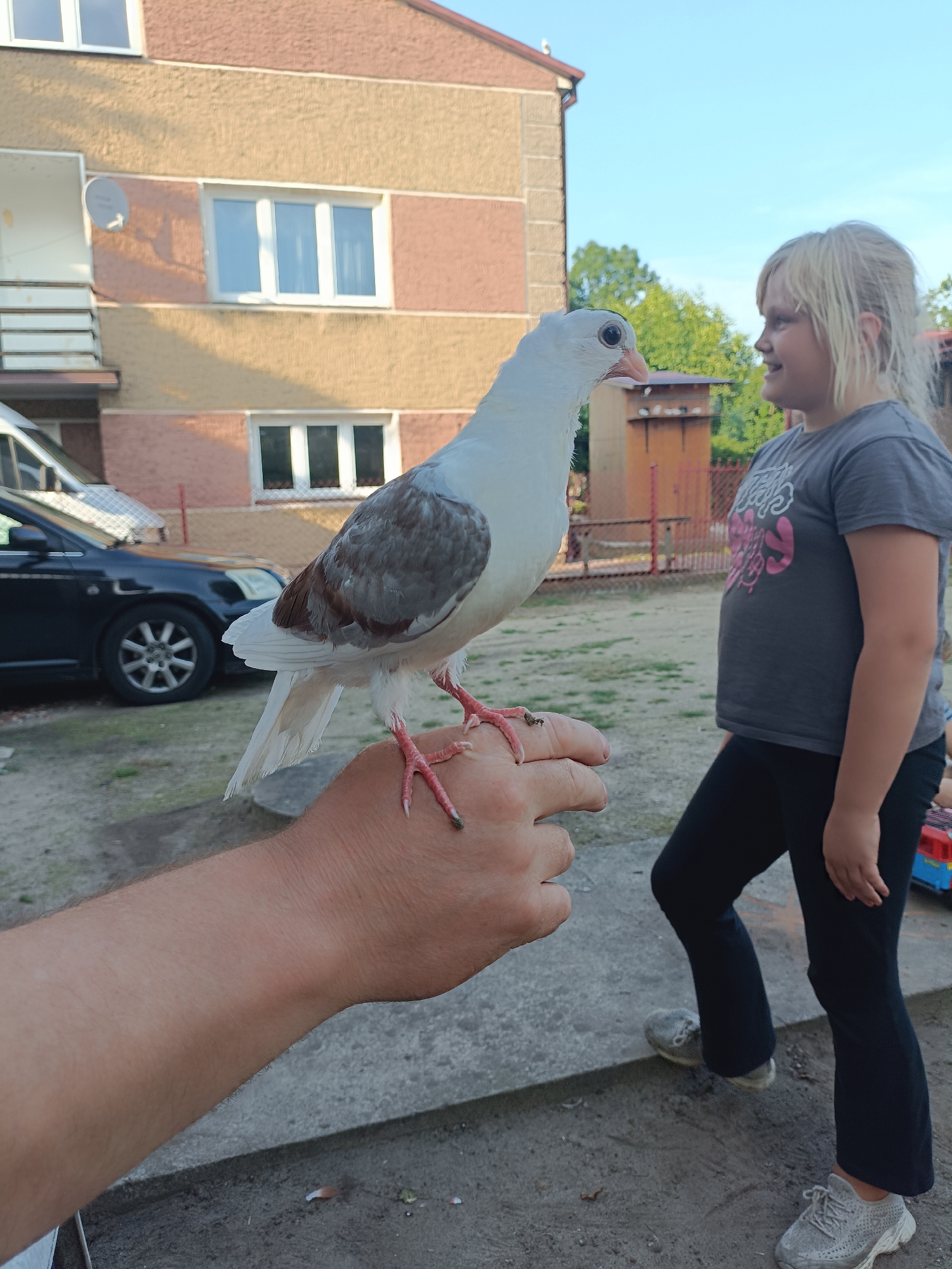 In Ciechanowiec, Poland, a pigeon with white and gray plumage perches on a person's outstretched hand, its pink feet visible. To the right, a young girl with blonde hair, wearing a grey t-shirt and black pants, looks towards the pigeon with a smile. In the background, a multi-story building with beige and pink facade, white-framed windows, and a satellite dish is visible. A dark-colored car is parked to the left of the building. The environment appears to be a residential area with a dirt ground and some trees in the distance.