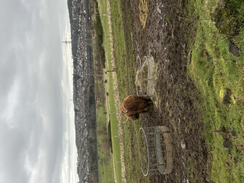 The image depicts a rural-urban fringe landscape within the City of Edinburgh, United Kingdom, under an overcast sky. In the foreground and midground, a muddy field occupies the lower half of the frame. One adult Highland cow, dark brown with shaggy fur and prominent horns, stands in the center-left, facing away from the viewer towards a circular metal hay feeder partially filled with dry hay. An empty, larger circular metal hay feeder is positioned to the left of the cow. The ground around the feeders is heavily churned mud interspersed with patches of green grass and scattered hay. A wire fence delineates the muddy area from a large expanse of green fields, possibly part of a golf course, stretching into the midground. Beyond the fields, a dense residential area with numerous houses with grey roofs sprawls across a distant hillside. A large metal electricity pylon stands tall in the mid-right background, and a distinct communication tower is visible on a far-off elevation in the left-center background.