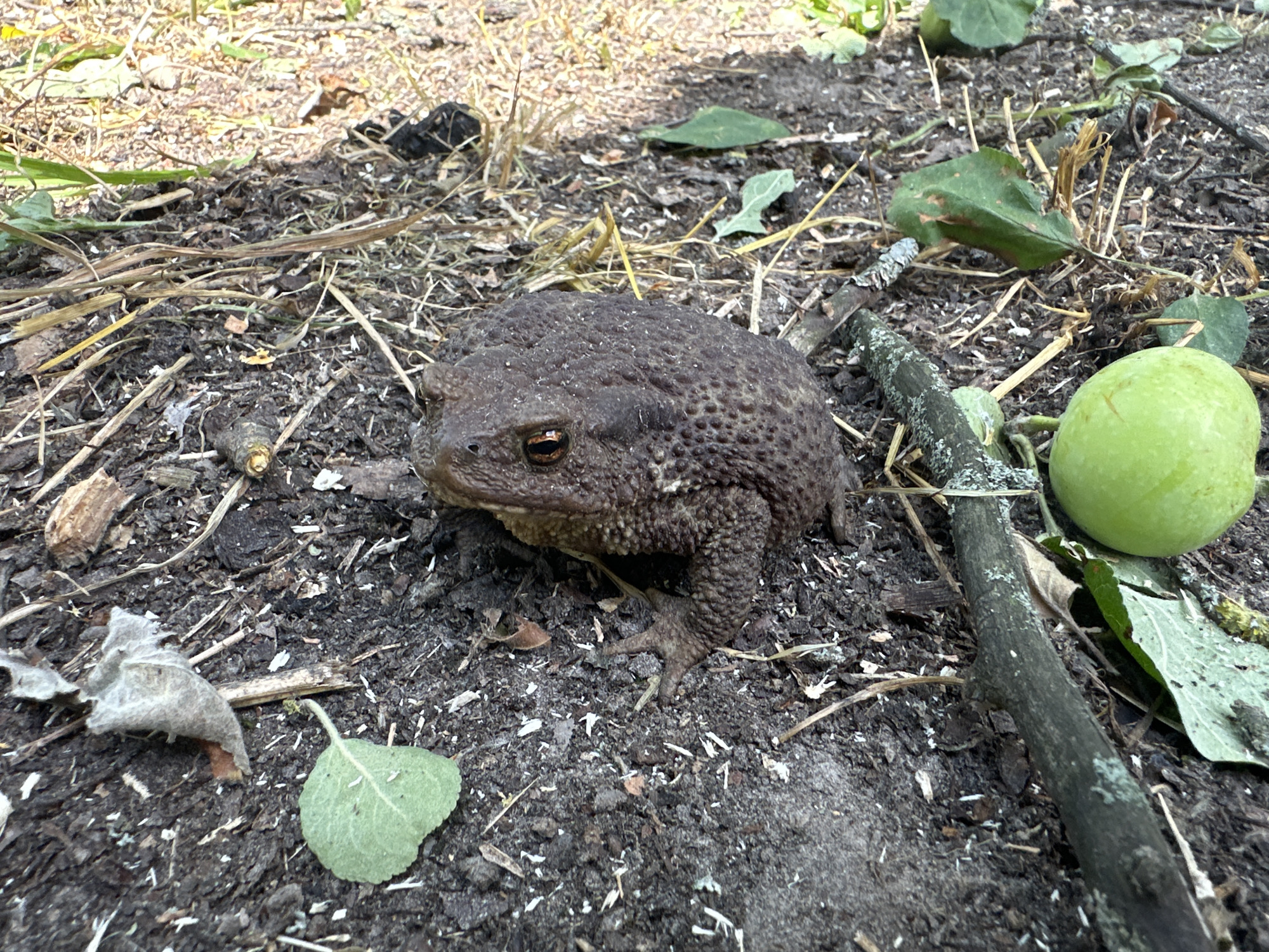 The image shows a toad on the ground in Makyshyn, Ukraine. The toad is brown and bumpy, with orange eyes. It is sitting on dark soil mixed with dried leaves and twigs. A round, green object, possibly a fruit or berry, is to the right of the toad, along with some green leaves and a thick twig. The background is blurred, but appears to be more vegetation and dry grass.