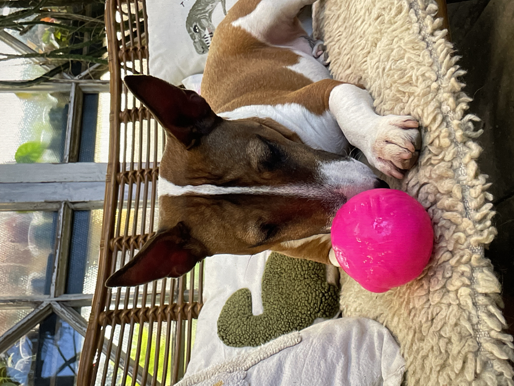 A brown and white dog with a pink ball lies on a wicker chair with white cushions. The chair is indoors near a window with multiple panes of glass. There is green foliage visible through the window. The location cannot be identified as Saint Petersburg, Russia based on the visual information in the image.