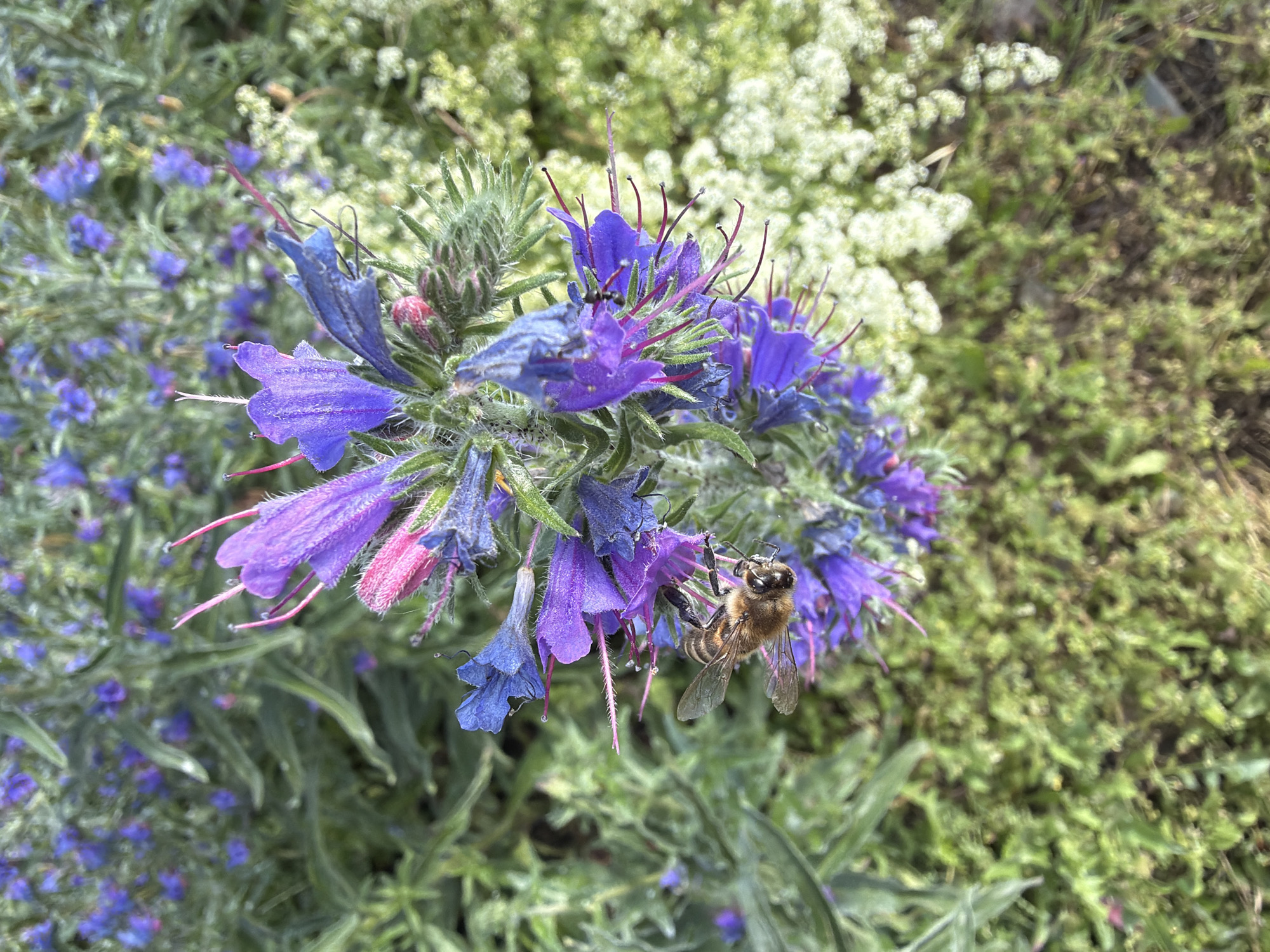 In Ateni, Georgia, a close-up shot captures a bee actively foraging on a cluster of vibrant purple and pink flowers. The bee, positioned in the lower left quadrant of the image, is meticulously collecting nectar. The background features a dense field of similar blue-purple flowers and lush green foliage, suggesting a natural, possibly wild, setting within the city. The lighting is soft, indicating an overcast day or a shaded area.