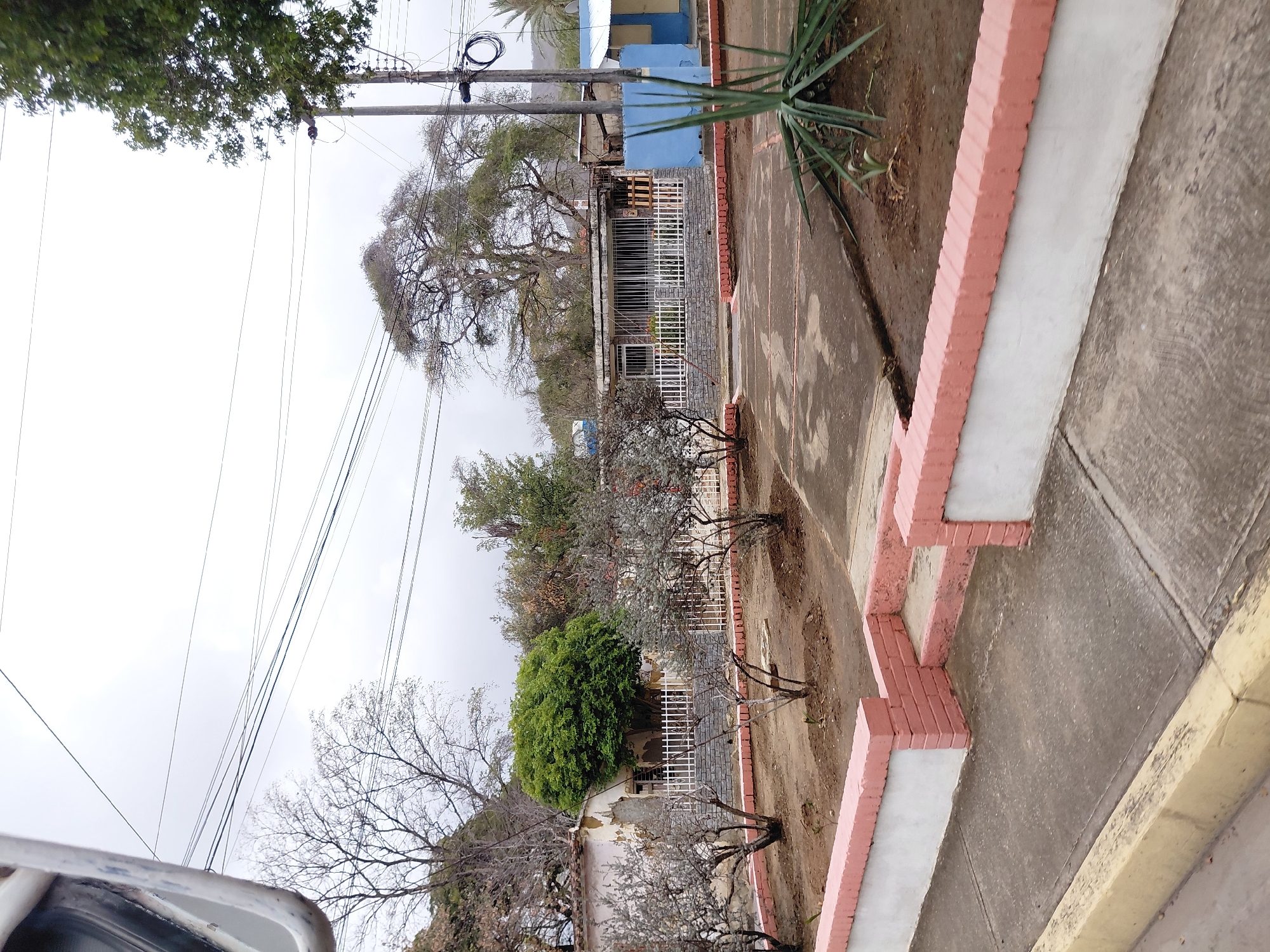The image shows a street scene in La Tagua, Venezuela. There is a street with a sidewalk bordered by a low wall constructed of pink bricks and white concrete. Several small, sparsely-leafed trees are planted along the sidewalk. Behind the trees, there are buildings with white metal security bars over the windows. One building is painted blue. Overhead are power lines. The sky is overcast.