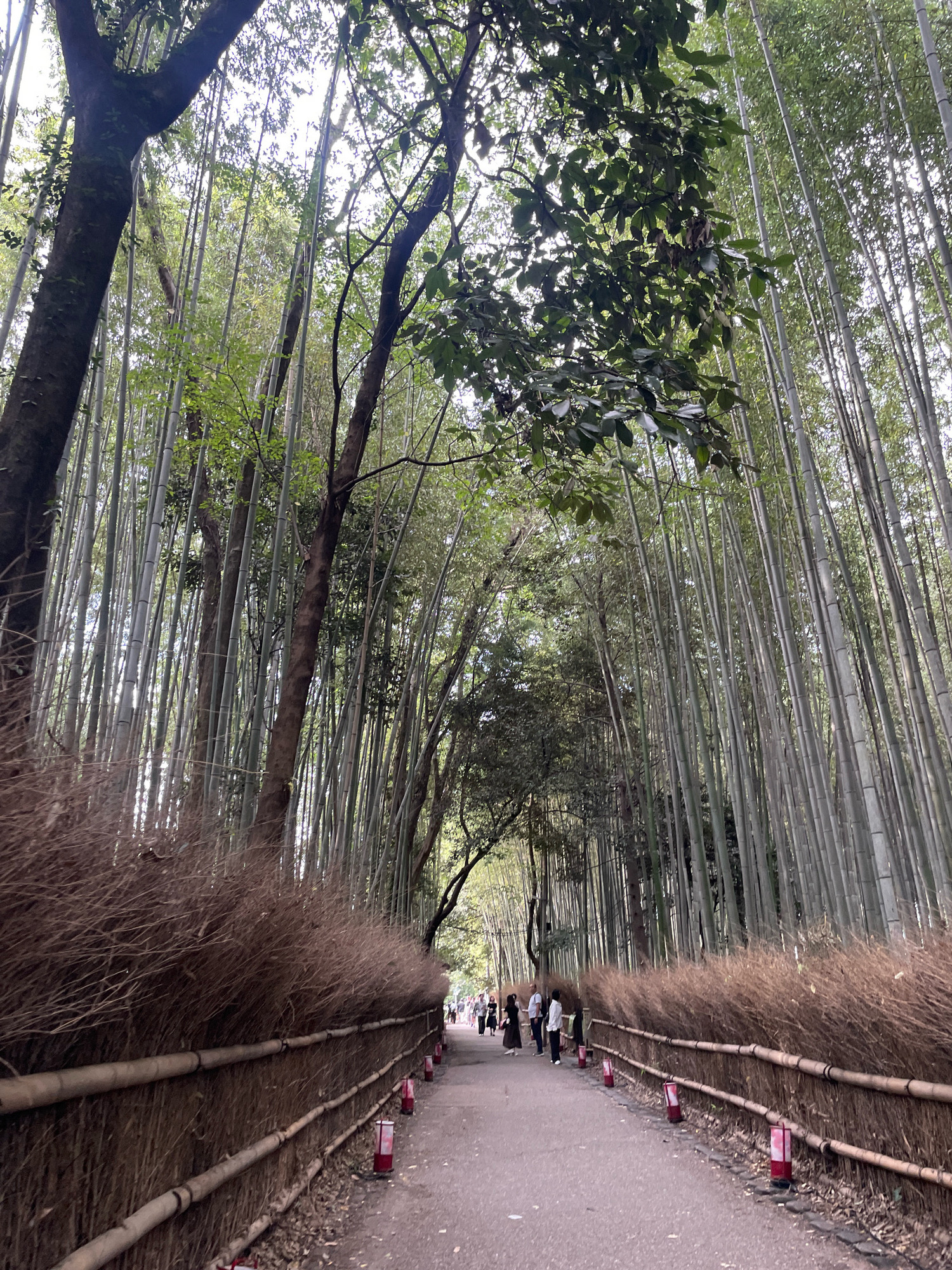This is a photograph of the Arashiyama Bamboo Grove in Kyoto, Japan. The image depicts a pathway winding through a dense forest of tall, slender bamboo stalks that reach towards the sky. The bamboo creates a natural canopy, with sunlight filtering through the leaves and stalks. On either side of the pathway, there are fences made of bamboo and dried grasses. Small, red-topped lanterns are placed at intervals along the right side of the path. Several people are visible walking along the path in the distance, appearing as silhouettes against the brighter background. The overall atmosphere is one of natural beauty and tranquility.