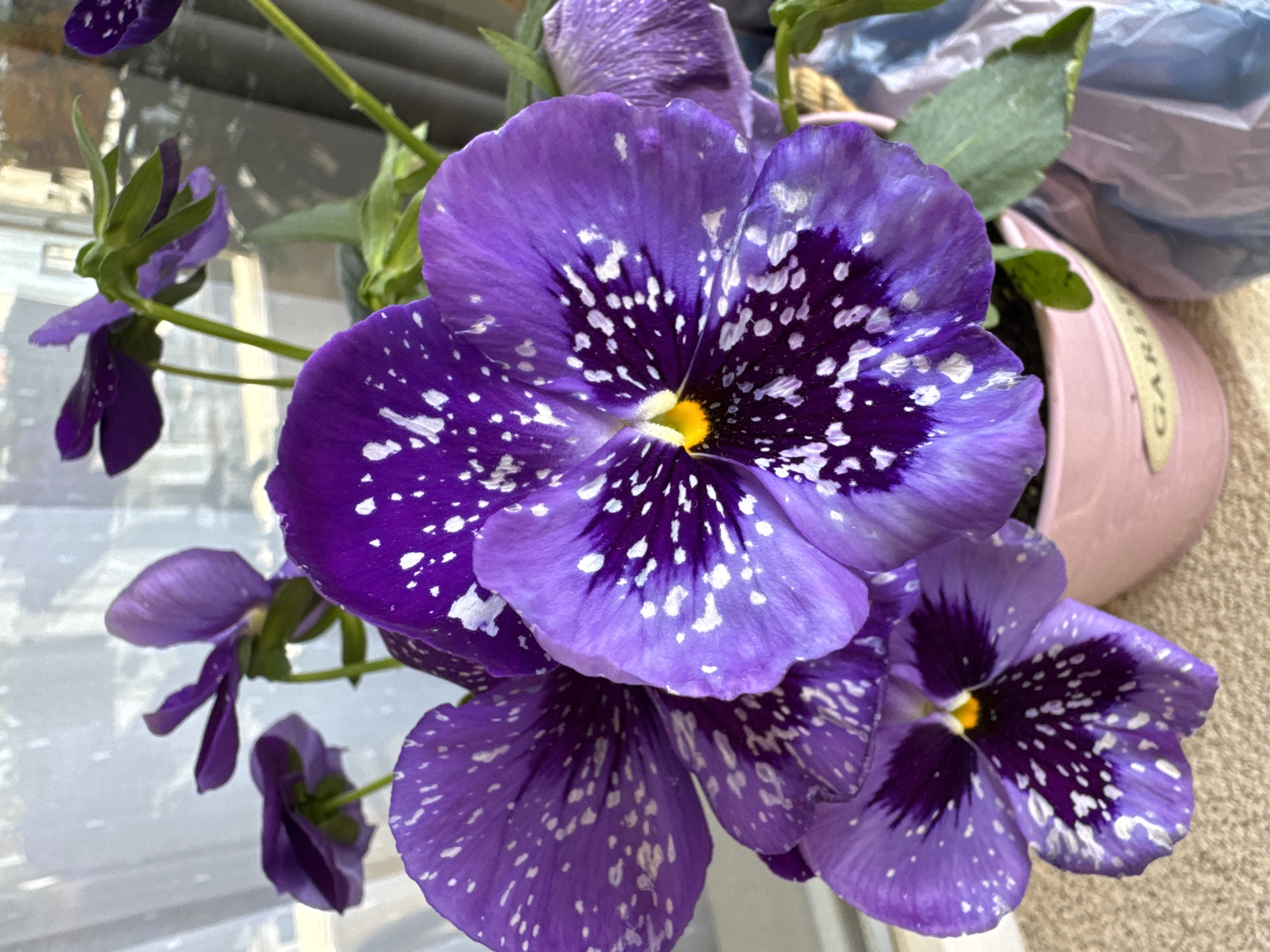 The image shows a close-up of several purple pansy flowers with white speckled patterns. The flowers are in varying stages of bloom. Some of the flowers are larger with distinct petals and a yellow center, while others are smaller and appear to be emerging buds. The flowers are growing in a pink pot with the word "GARDENIA" partially visible on the side. The background includes glimpses of a window or reflective surface. The setting is in Burgas, Bulgaria.