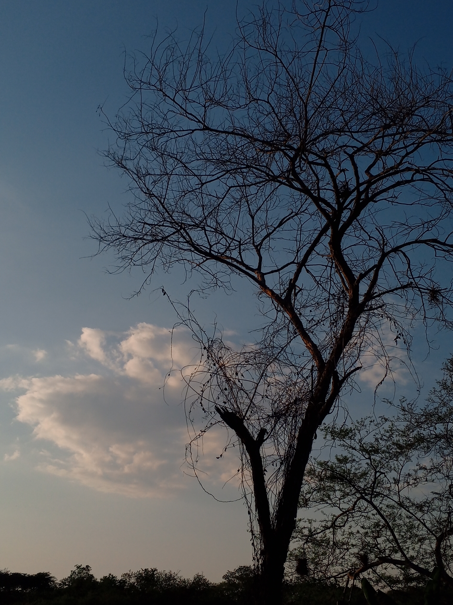 This vertical image captures a stark natural landscape, dominated by a large, deciduous tree silhouetted against a twilight sky, likely at dusk or dawn. The bare tree, positioned prominently in the central and right portions of the frame, displays an intricate network of dark, leafless branches reaching towards the sky. Several vines or creepers are visible, clinging to and wrapping around the main tree's trunk and lower branches.
The sky exhibits a clear gradient, transitioning from a deep, rich blue at the top to a lighter, almost golden hue near the horizon. Scattered cumulus clouds, illuminated from below, are visible in the middle-left portion of the sky, adding texture to the background. Along the bottom of the frame, a dense line of dark, silhouetted foliage and smaller trees defines the horizon, suggesting a natural or rural setting in Parroquia Ocumare, Venezuela.
The scene conveys a sense of quietude and the stark beauty of nature. There are no people, explicit activities, or man-made structures visible. No text is present in the image.