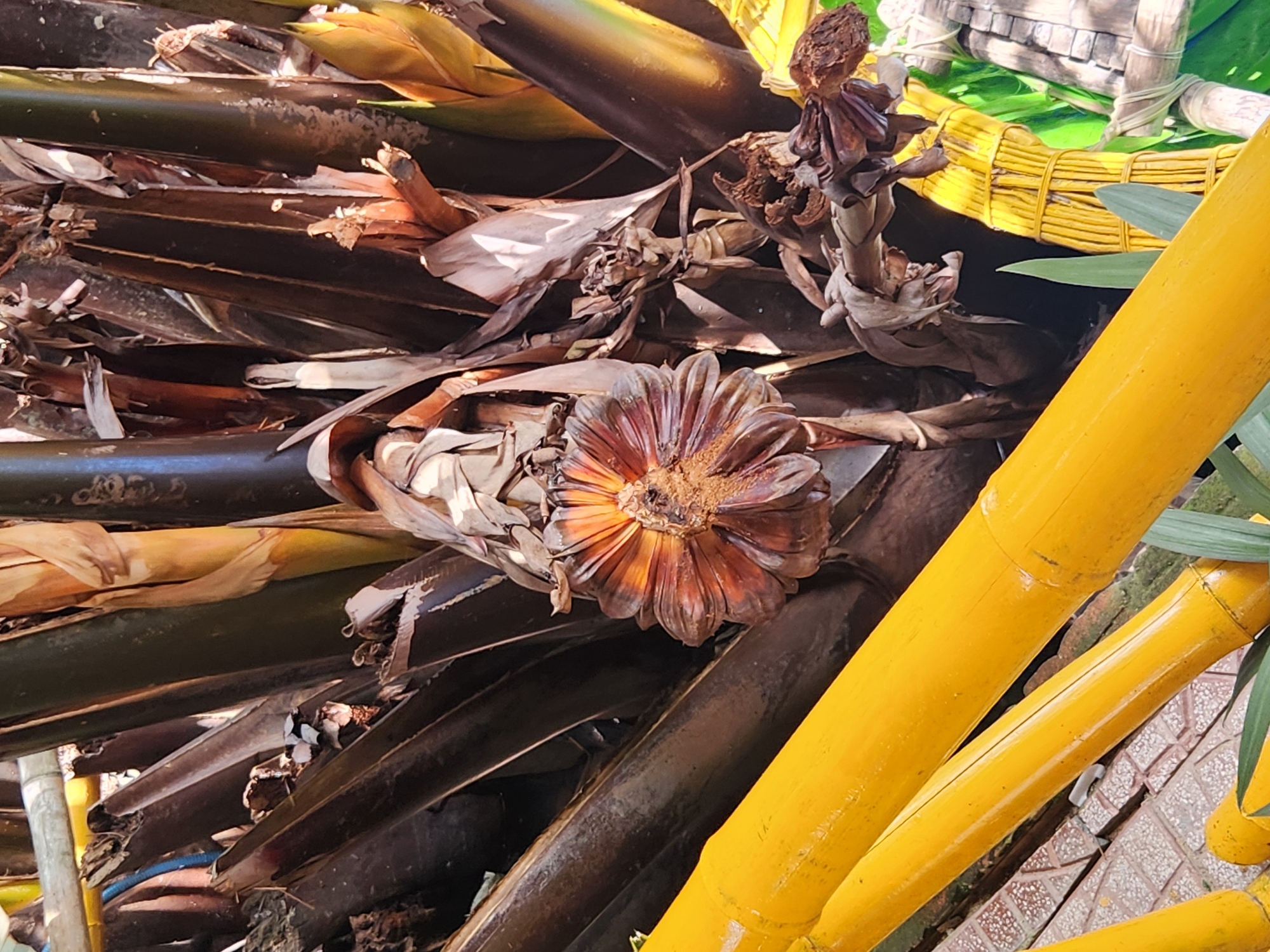 The image captures a close-up view of the base of a palm tree, likely a Nipa palm, given the context of its association with water and coastal areas in Vietnam. The palm's trunk is a dense cluster of dark, fibrous material, with dried fronds fanning outwards. Prominently featured in the center is a withered, flower-like structure, possibly a developing fruit cluster, displaying concentric rings of reddish-brown and orange petals, tinged with dirt and decay. Surrounding the palm are bright yellow, painted bamboo poles, some appearing to be part of a decorative structure or fence. Green leaves and other plant material are visible in the background, along with hints of a tiled surface. The scene appears to be outdoors, possibly in a garden or park setting within the city of Đà Nẵng, Vietnam, given the tropical vegetation and bamboo construction. The lighting suggests it is daytime, with sunlight creating highlights and shadows on the subjects. There are no people or animals visible in the frame.