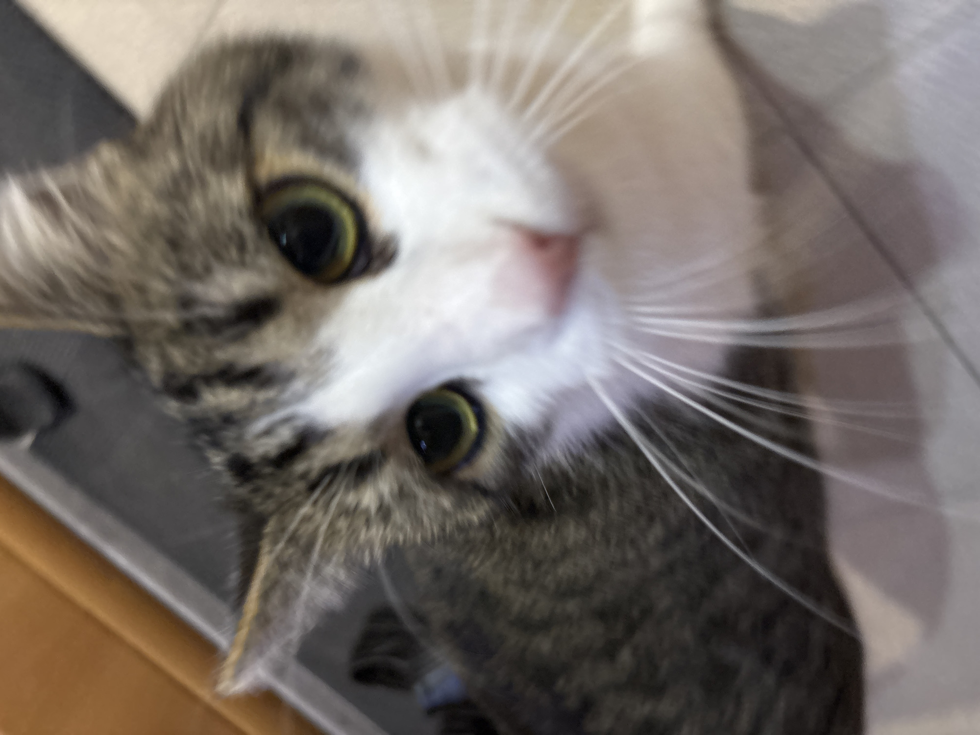 The image is a close-up, slightly blurry, portrait of a tabby and white cat. The cat's face is the primary focus, with its green eyes, pink nose, and white whiskers clearly visible. The background consists of a light-colored surface, possibly a floor or countertop, and a hint of a wooden surface in the upper left corner. There are no visible people or any specific details that would indicate a location in Kapyĺ, Belarus, or any other city. The image appears to be a casual photograph of a pet.