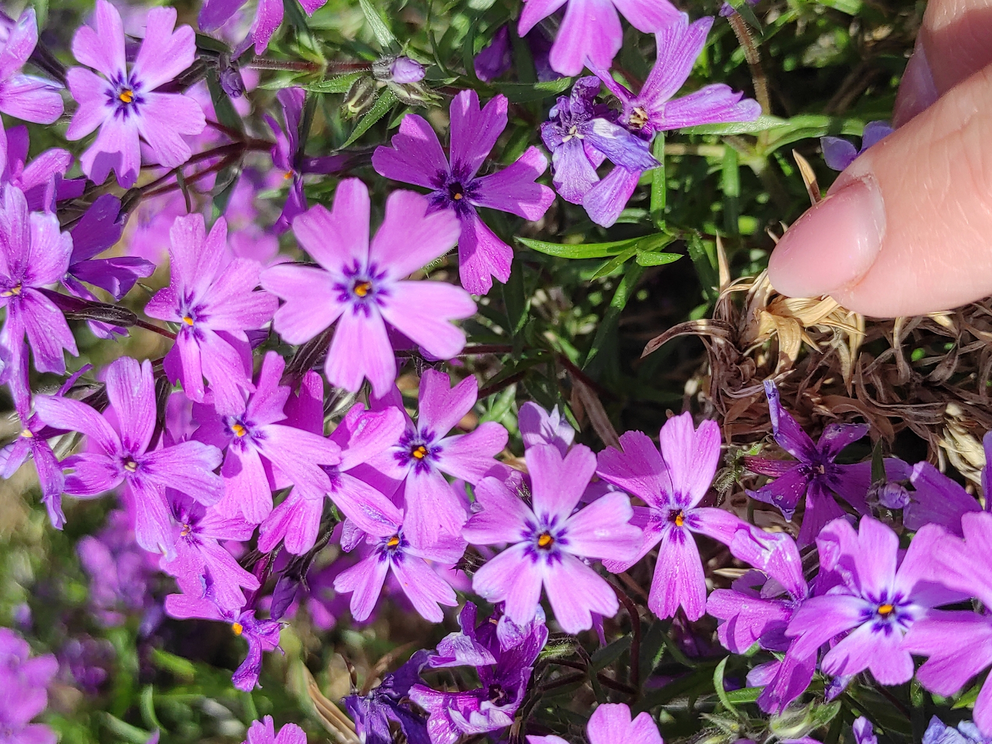 The image shows a dense cluster of bright purple phlox flowers with five petals each, against a backdrop of green and dried brown plant material. A human finger with a polished nail is partially visible on the right side of the frame. The location in the city of Ольховка, Russia is not indicated in the image.