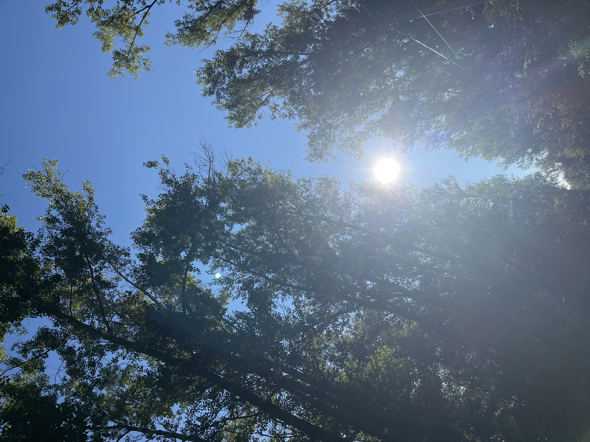 The image shows a view looking up through the trees towards the sky, with the sun prominently visible in the center. The sun is shining brightly, creating lens flare and rays that extend outwards. Tall trees with green foliage surround the sky, with some branches and leaves obscuring parts of the view. The sky is a clear, bright blue. The scene appears to be outdoors in a natural setting, likely a park or a tree-lined area. There are no people or animals visible in the image. The location is specified as Blagoveshchensk, Russia.