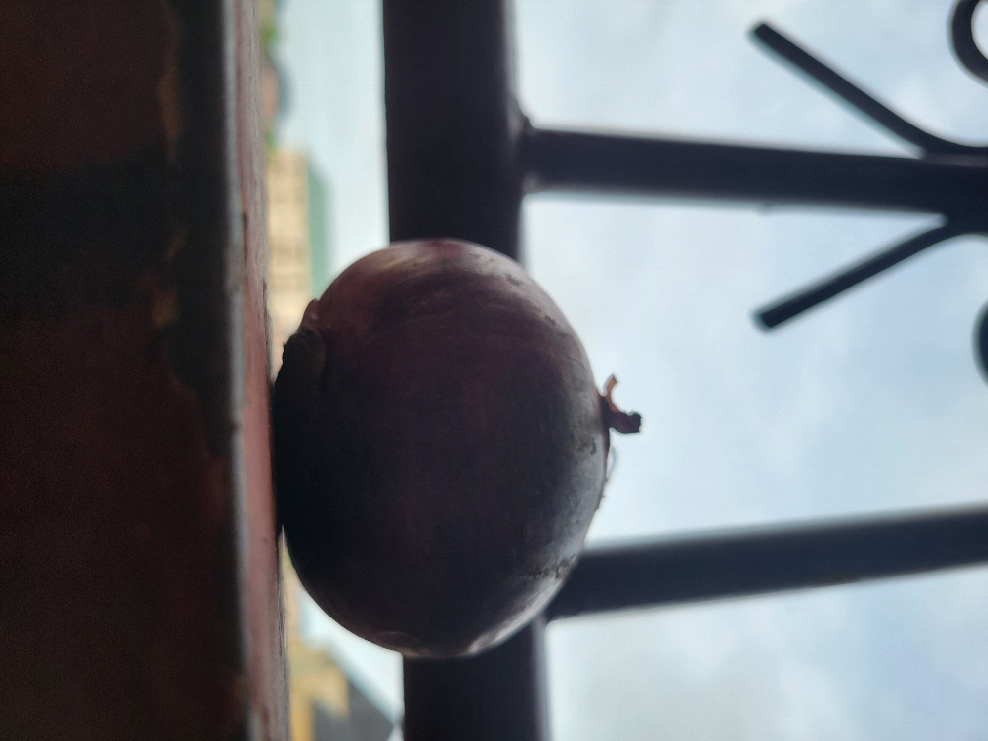 A close-up shot shows a red onion positioned between a dark-colored metal railing or fence and a red, concrete wall or pillar. The background features a blurred view of buildings and the sky, indicating an outdoor setting, likely a balcony or window. The image appears to be taken from a low angle, looking upwards towards the onion and the sky. Without additional context, it is not possible to confirm the location is in Ifite Awka, Nigeria.