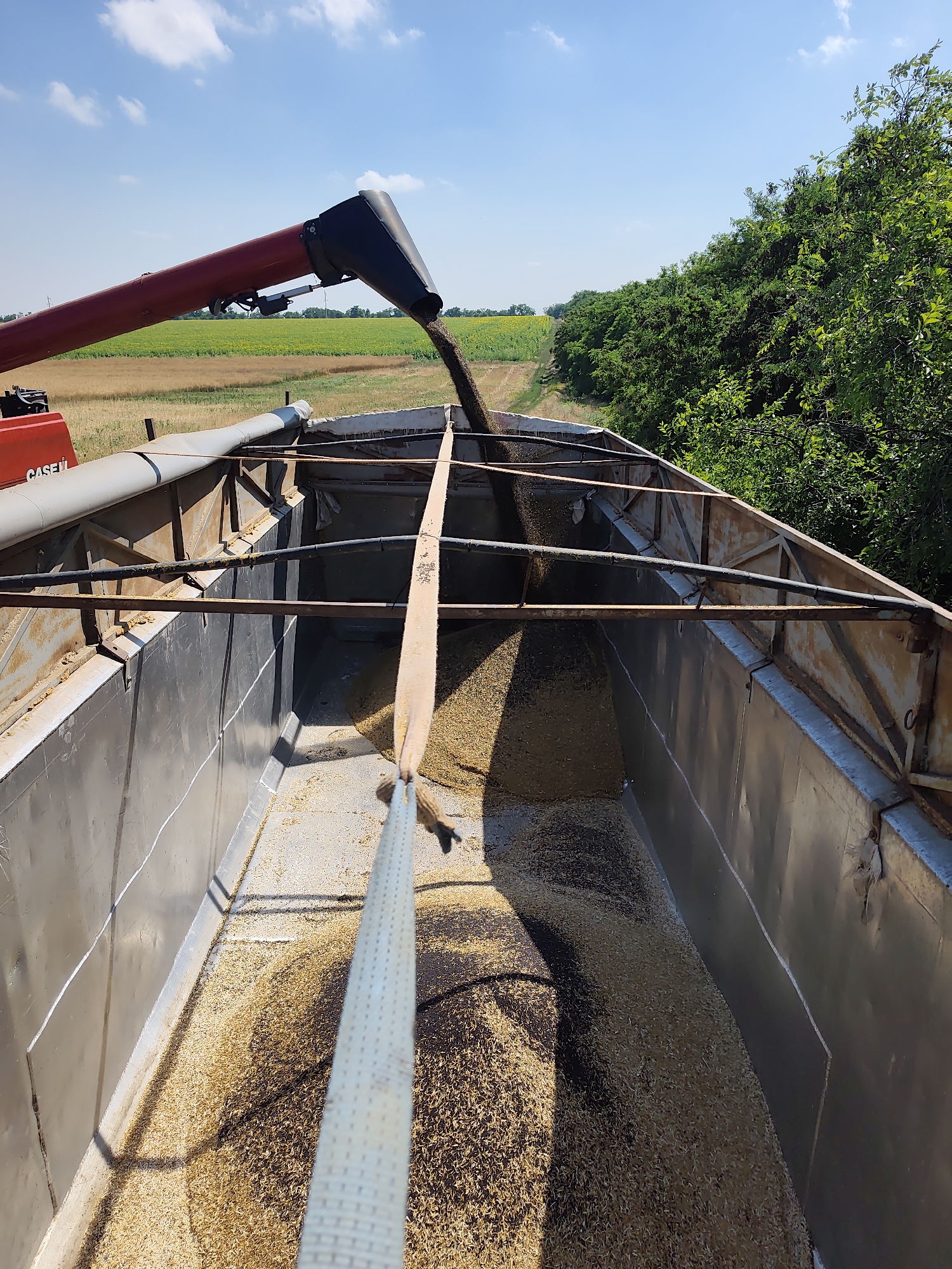 The image captures an agricultural scene where a combine harvester, partially visible on the left with "CASE IH" branding, is unloading grain into a trailer. The grain, a light golden color, is being funneled from the combine's auger into the trailer, which is already partially filled. The trailer is constructed of metal and shows signs of use. A beige strap is visible running from the top of the trailer and extending downwards, secured to an unseen point. The environment is rural, with fields of crops, possibly wheat and sunflowers, stretching into the distance under a bright blue sky with scattered white clouds. A line of dense green trees borders the right side of the frame. The scene is consistent with a harvest operation in an agricultural region.
