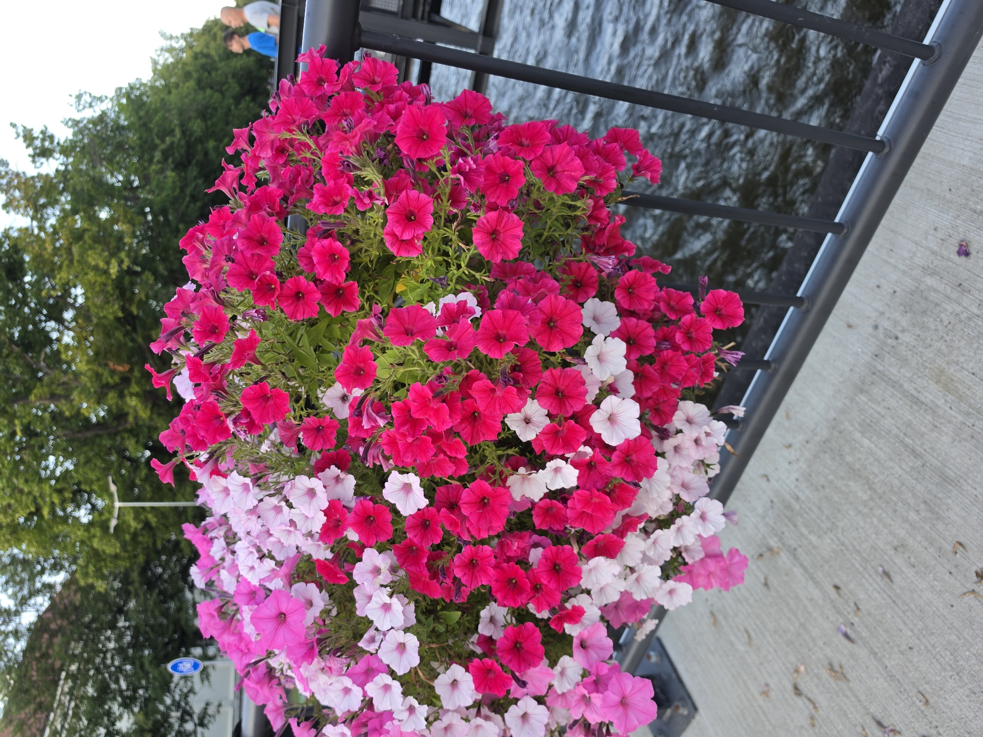 A hanging basket filled with pink and magenta petunias is suspended from a black metal railing. The railing is positioned above a body of rippling water. To the left of the railing, a concrete sidewalk is visible. In the background, several trees with lush green foliage are present, and a street lamp is discernible. Further in the background, two men, one wearing a blue shirt and the other a grey shirt, are standing and facing away from the camera. A blue sign with a white bicycle symbol is also visible on the left side of the image.