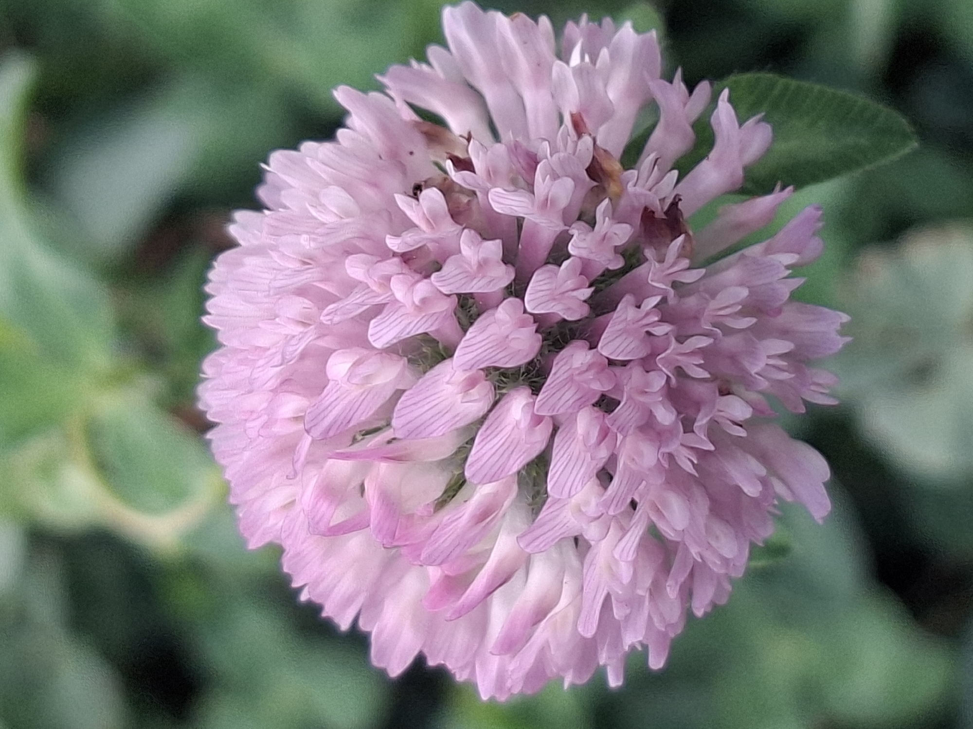 A close-up, vertical, full-frame shot captures a single, pale pink clover flower in focus against a blurred green background of foliage. The clover head is spherical and composed of numerous small, tubular florets, each with delicate, pointed petals. Some florets exhibit faint purple striping. The flower is centrally located, with its petals extending towards the edges of the frame. The background consists of soft-focus green leaves and stems, with some areas appearing darker due to shadow. No people or specific locations in Almaty, Kazakhstan are depicted. The image is a naturalistic photograph of a flower.