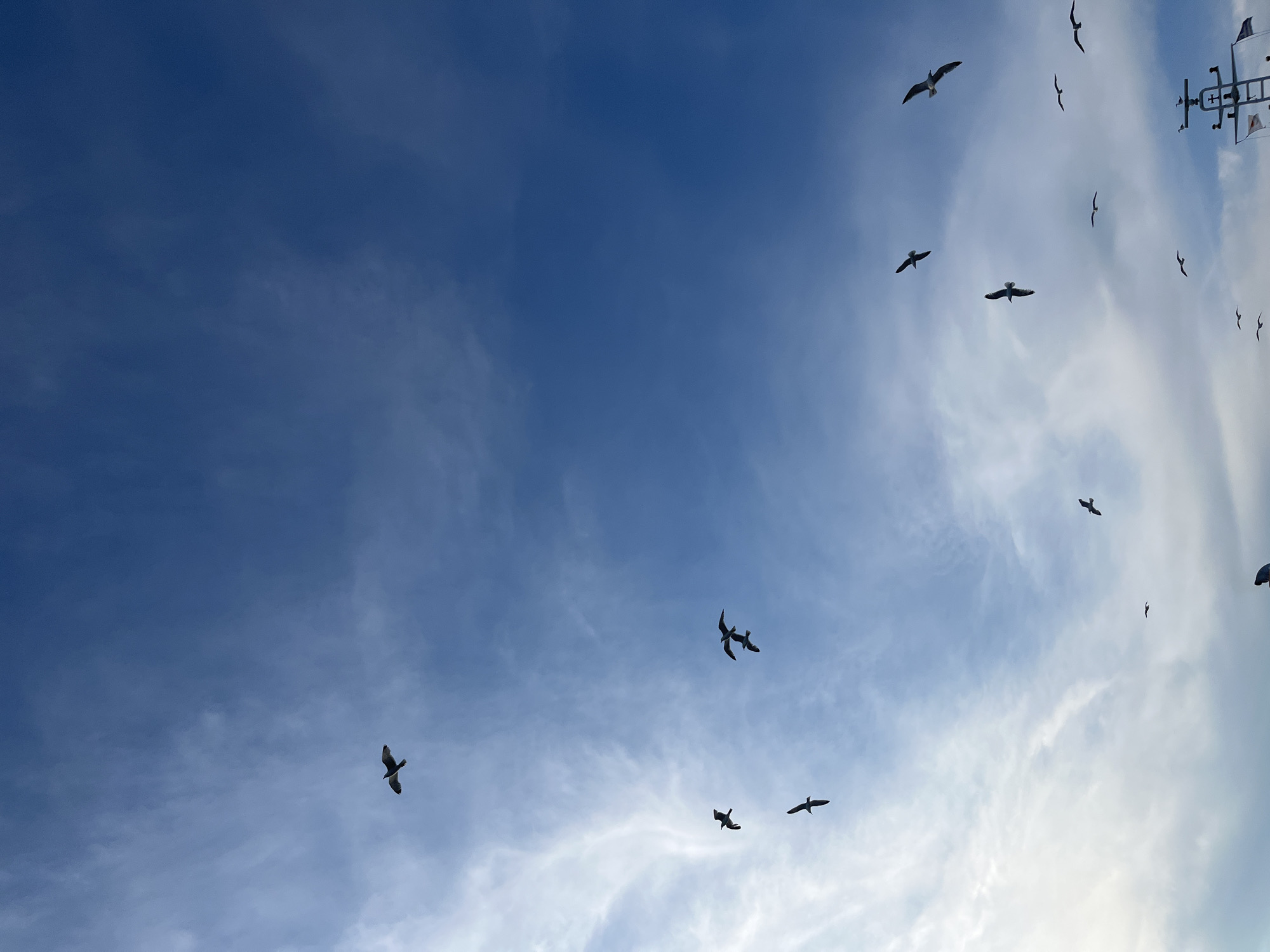 A flock of seagulls are captured mid-flight against a bright blue sky. The birds are silhouetted, making it difficult to discern specific details of their plumage, but their wings are spread, indicating they are actively flying. Some of the seagulls are higher in the frame, while others are closer to the bottom. Wispy white clouds are scattered throughout the sky, adding texture and depth to the scene. In the lower right corner of the image, a portion of a white ship's structure is visible, with some rigging and what appears to be a flagpole. There are no people visible in the frame, and the overall environment is clear and open, suggesting a coastal or marine setting.