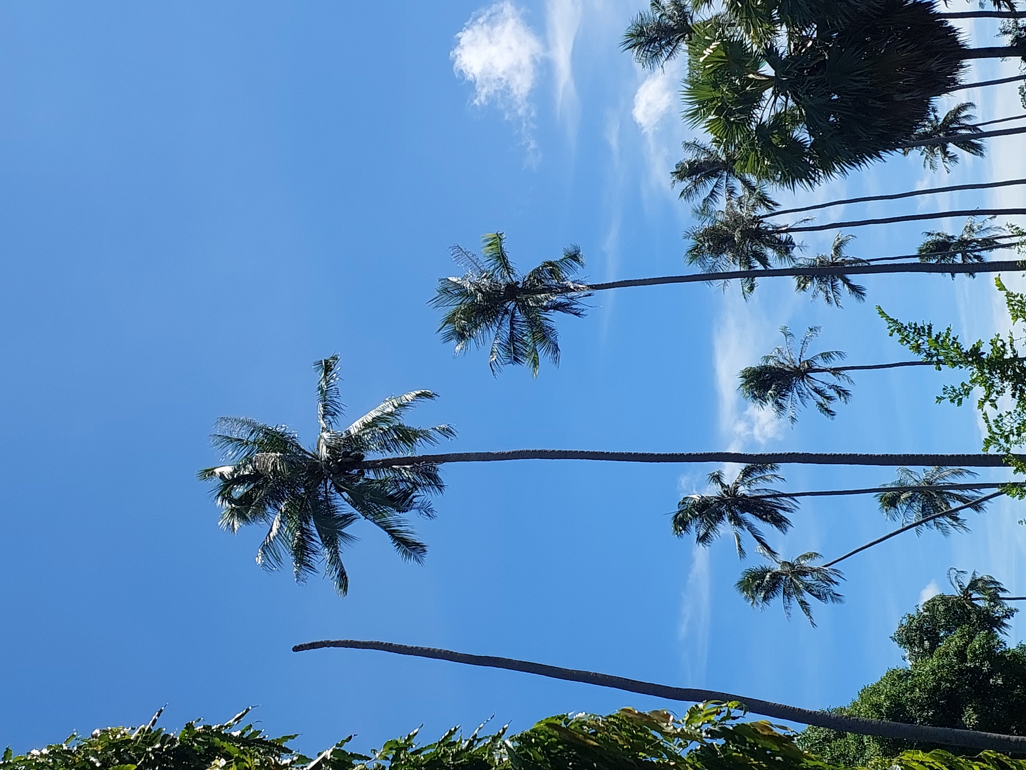 In Baan Mae Nam, Thailand, a clear blue sky serves as the backdrop for a cluster of tall palm trees. The fronds of the palms are visible against the sky, with some showing signs of movement, suggesting a gentle breeze. Scattered, wispy white clouds are present in the upper right quadrant of the image. In the foreground, to the left, a portion of lush green foliage from another tree is visible. The overall scene is one of natural tropical landscape under a bright, sunny sky.