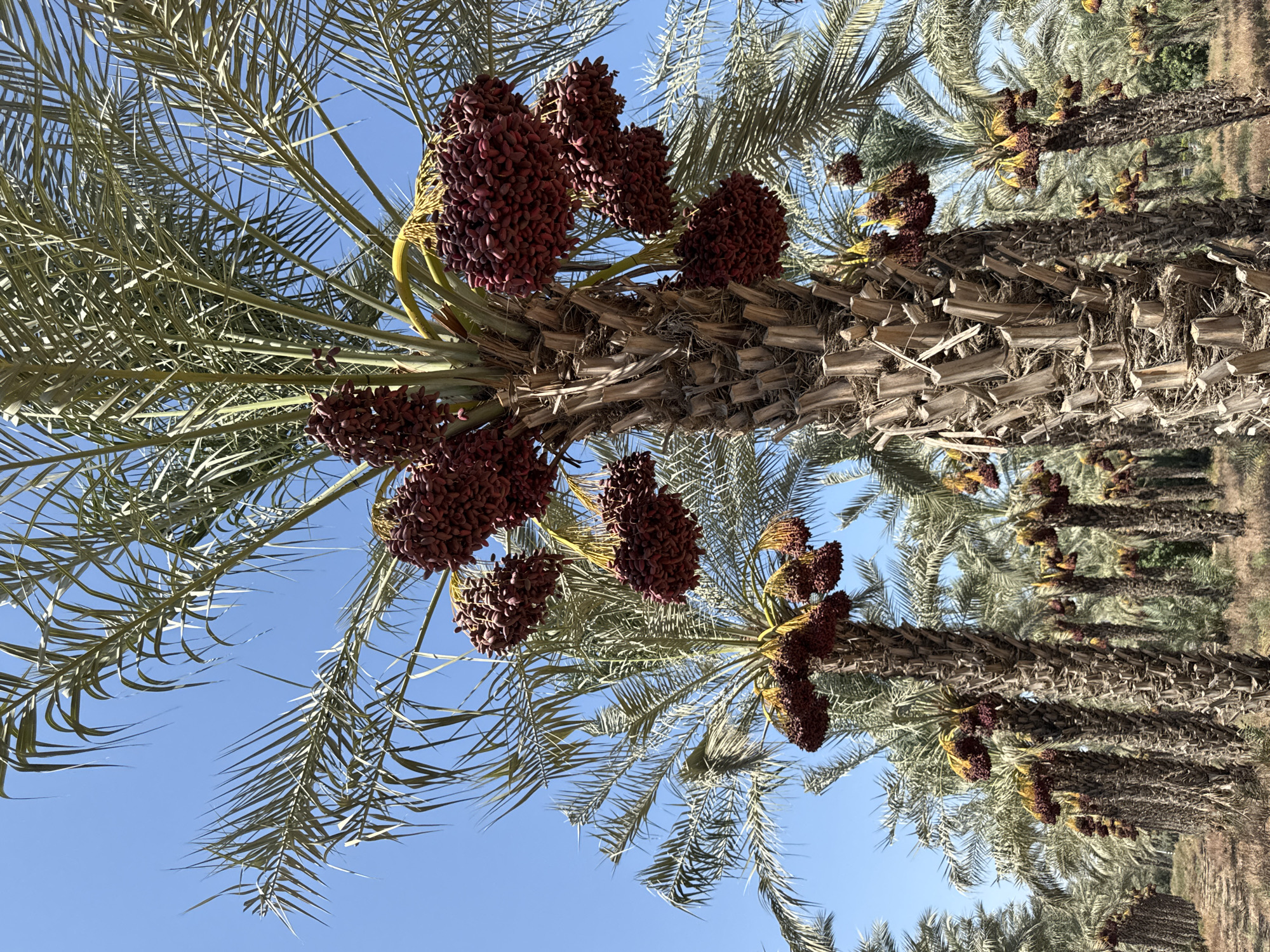 The image shows a date palm plantation in Emek HaYarden Regional Council, Israel. The plantation features rows of date palm trees, with some of the trees heavily laden with bunches of ripe, dark red dates. The sky is clear and blue, suggesting a sunny day. The ground appears dry and covered with scattered vegetation. The focus is on the date-laden trees, particularly a large one in the foreground with multiple clusters of dates. The image captures the abundance of fruit on the trees.