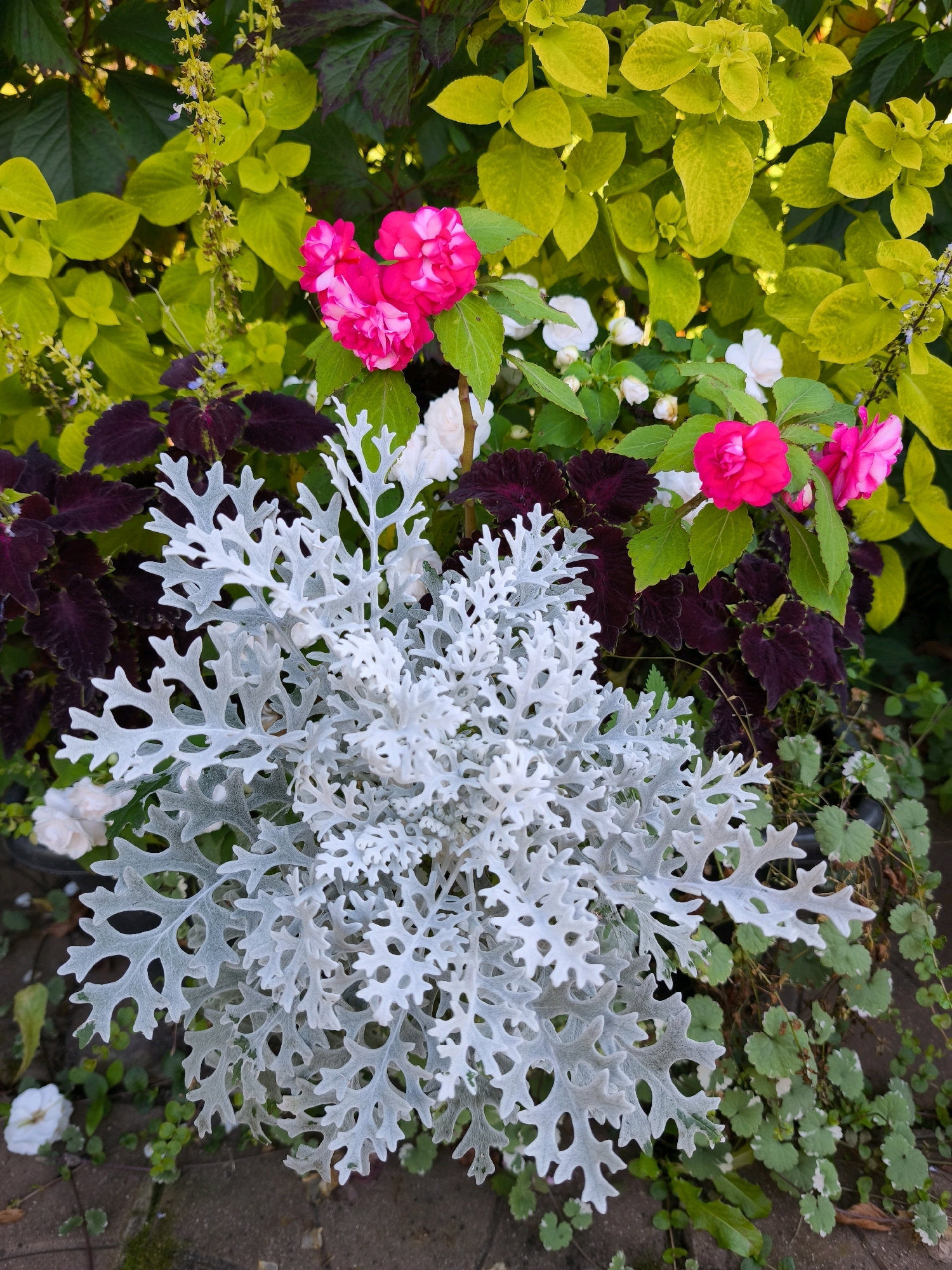 This is a close-up, eye-level photograph of a flower arrangement in an outdoor setting, possibly a garden or park. The arrangement features a prominent, silvery-white plant with feathery, intricate leaves in the foreground, taking up a significant portion of the frame. Behind this central plant, a mix of other foliage and flowers is visible. These include deep purple, heart-shaped leaves, vibrant pink impatiens flowers, and clusters of small yellow flowers with purple accents. The background is a blur of green and bright yellow leaves, suggesting other plants or bushes. The ground below appears to be paved with stone or brick, with some smaller green groundcover plants visible. The lighting suggests it is daytime, with soft shadows. There are no people or animals present. The location is specified as Vyshegorod, Russia, suggesting this is an urban or suburban garden space.