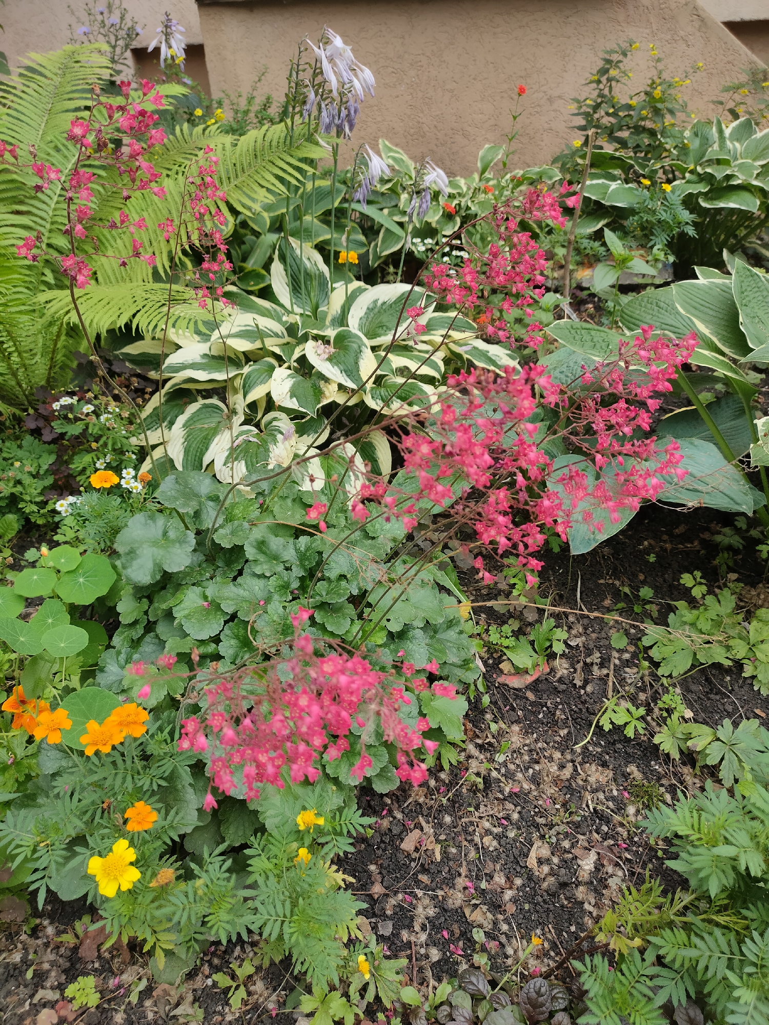 The image shows a close-up view of a flower garden with a variety of plants. Dominant in the foreground are clusters of small pink bell-shaped flowers on thin stems, interspersed with broader, textured green leaves. To the left, feathery green ferns unfurl, and below them, bright orange and yellow marigolds add pops of color. In the background, large hosta plants with variegated green and white leaves are visible, along with pale purple and white flowers on tall stalks. The ground is covered in dark soil with scattered fallen petals and leaves. The setting appears to be an outdoor garden, likely in a residential area, given the presence of a building wall in the upper right background. There are no people or animals present in the scene. The location is stated to be the city of Oktyabrsky, Russia.