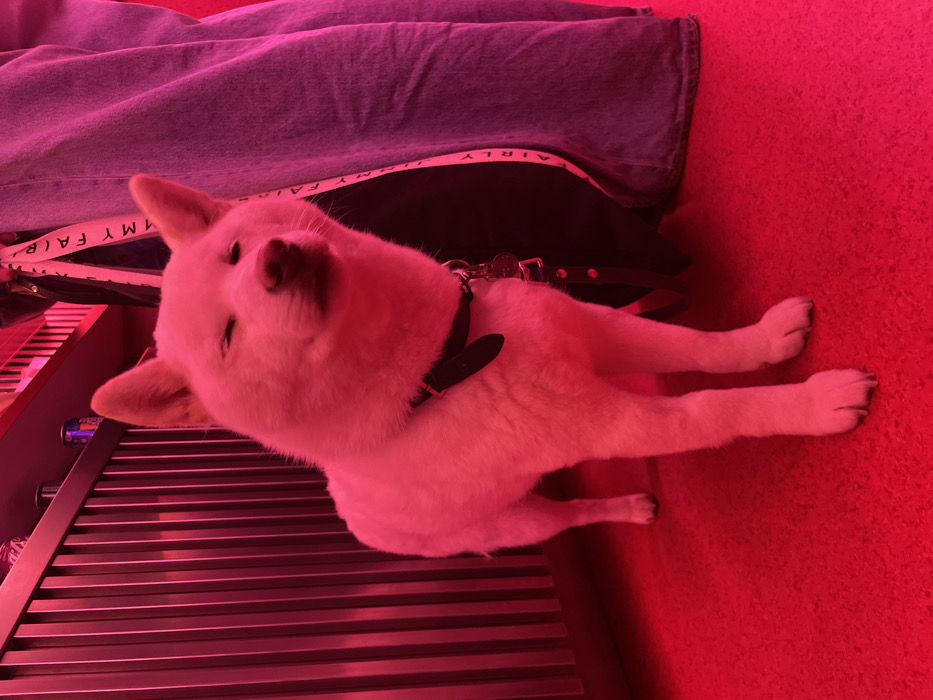 The image depicts an indoor scene characterized by intense red lighting, casting a strong magenta hue over all elements. The central subject is a medium-sized, white-furred dog, appearing to be a Shiba Inu or similar breed, standing on a red-toned floor. The dog wears a black collar with a metallic tag and a black leash attached. Its eyes are partially closed, and its expression suggests a relaxed or content state.
To the right of the dog, the lower portion of a human leg, clad in faded blue denim pants, is visible. The dog's leash extends upwards towards this individual, indicating a handler. White text is faintly discernible on the black leash strap, reading "FAIRLY AIRLY" or similar. In the background on the left, a dark, vertically slatted structure is present, possibly a wall panel or counter. Above this structure, several beverage cans, including a red Coca-Cola can, are visible on a shelf.
The specific location within the city of Paris, France, is not discernible from the visual information provided. The setting appears to be a commercial establishment, such as a bar or cafe.