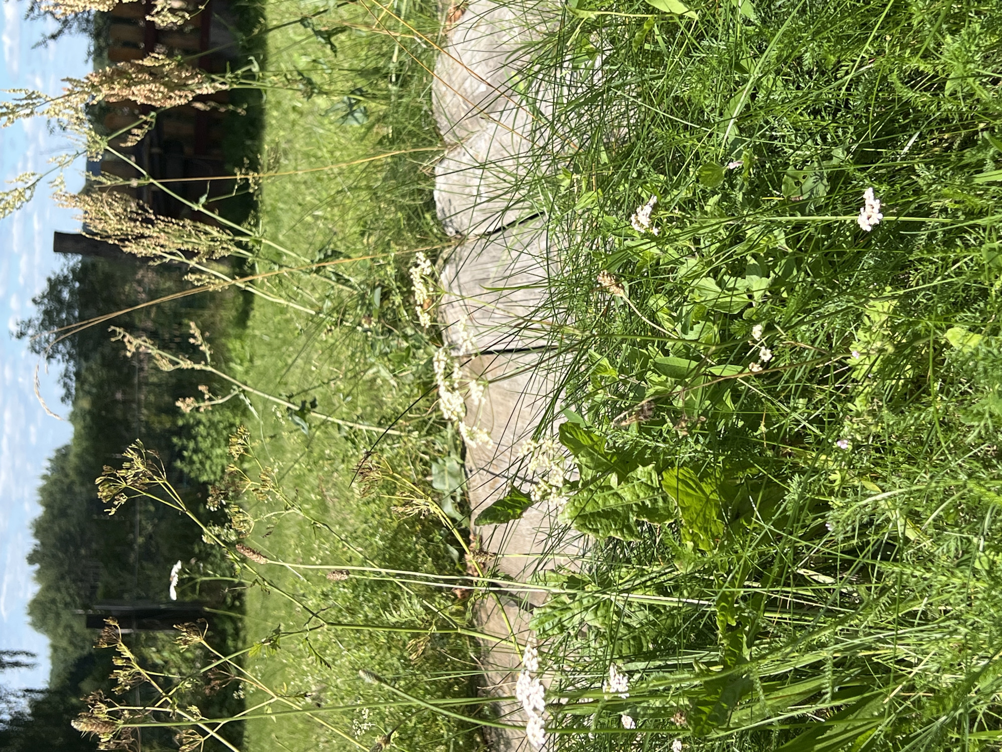 This is a ground-level, outdoor, daytime photograph taken in Norviliškės, Lithuania. The foreground is dominated by lush green grass and various wildflowers, some white and delicate, others more robust with feathery seed heads. Interspersed amongst the greenery are tall, dried stalks of plants. A section of a rustic, light-colored wooden structure, possibly a fence or building foundation, runs horizontally across the mid-ground. Beyond this structure, the scene transitions to a grassy field with more wildflowers and taller vegetation. In the background, a dark fence line is visible, backed by a dense line of mature trees under a bright, slightly cloudy sky. The overall impression is one of a natural, somewhat overgrown rural landscape. No people or animals are visible.