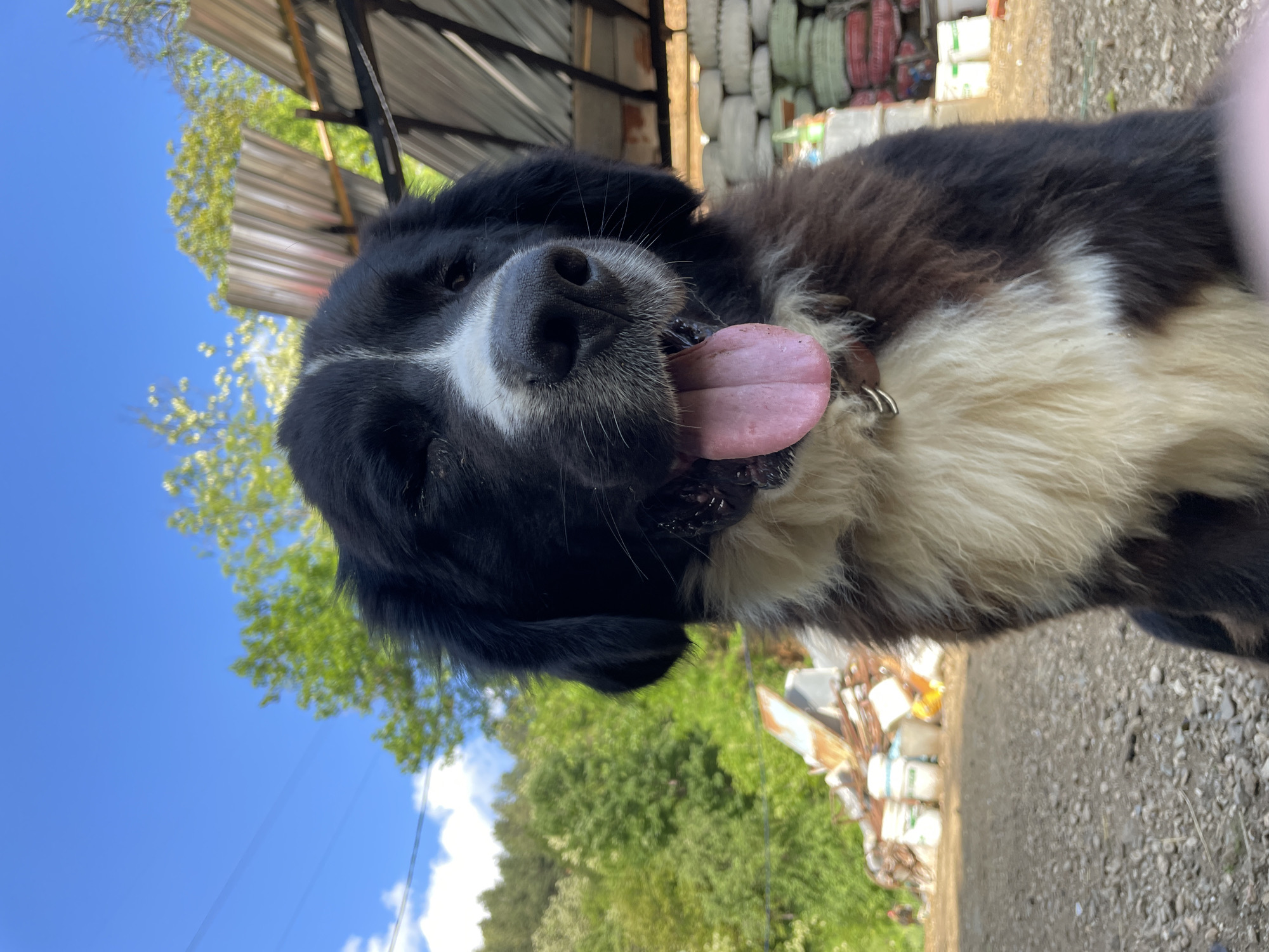 A medium shot of a black and white dog, possibly a Border Collie mix, panting with its tongue out. The dog has a brown collar and is positioned outdoors. In the background, from the bottom, are green trees and bushes, a concrete pathway, discarded objects, and a corrugated metal roof. A stack of tires in white and green colors are stacked together. The sky is visible in the upper left corner. The location is possibly in or near Zlatograd, Bulgaria, given the request to include the city.