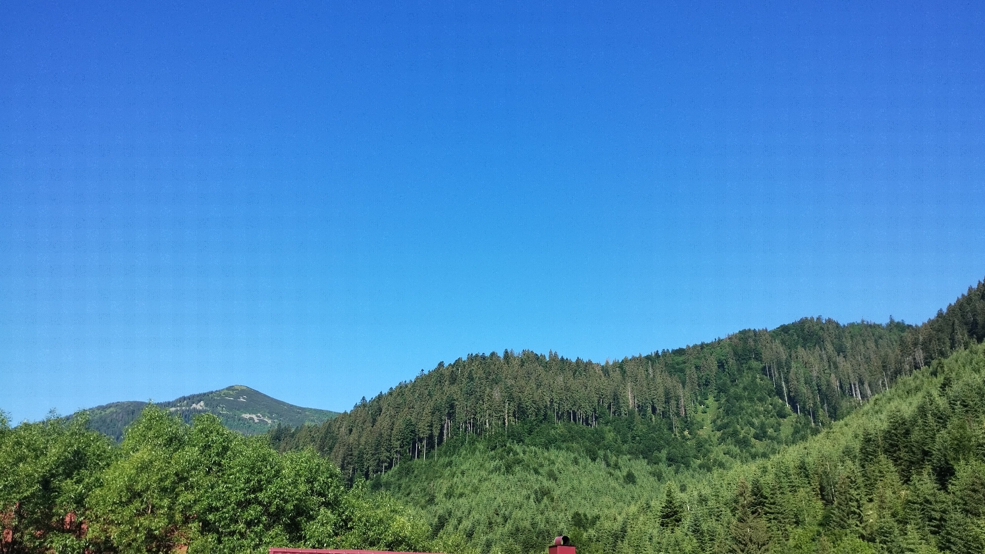 The image depicts a vibrant, mountainous landscape under a clear, bright blue sky, suggesting a sunny day. In the foreground, lush green trees create a dense canopy, with hints of red structures, possibly rooftops, visible beneath them. The middle ground is dominated by a steep, heavily forested mountainside, packed with a variety of evergreen trees that cascade down the slopes. Further in the distance, a prominent mountain peak rises, its upper slopes showing a mix of grassy clearings and darker forested areas. The scene conveys a sense of natural beauty and tranquility, typical of a rural or mountainous region in Ukraine, specifically Synevyrska Poliana. There is no visible text or indication of human activity beyond the structures in the foreground. The time of day is likely midday, given the bright sunlight and clear skies.