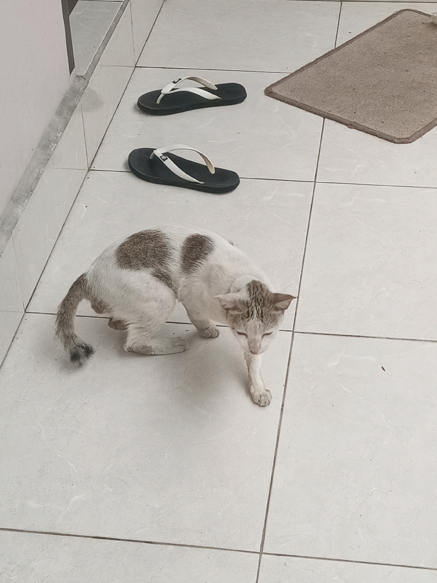 A white and gray cat with brown spots on its back is crouched on a tiled floor. The cat is looking downwards with its eyes partially closed. Two black flip-flops with white straps are placed on the floor near the cat. To the right of the flip-flops, a rectangular brown mat is also visible on the tiled floor. The scene appears to be indoors, possibly in a domestic setting or a public area with tiled flooring. The lighting suggests it is daytime. The location is the city of Bitung, Indonesia.