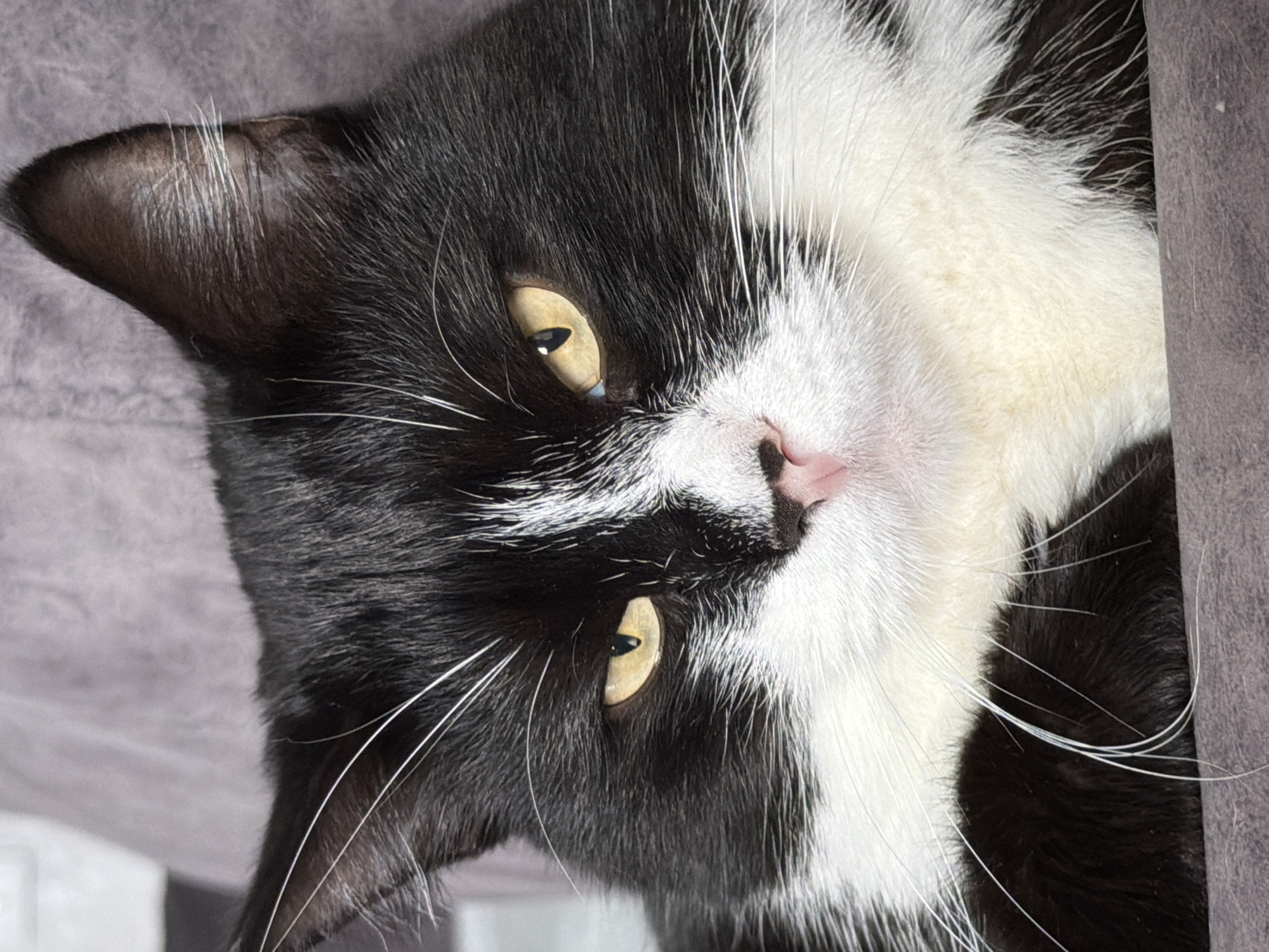 A close-up, eye-level, medium shot captures a black and white domestic cat with yellow eyes looking directly at the camera. The cat's fur is predominantly black with white markings on its face, chest, and paws. Its ears are visible, with black fur and white whiskers. The background consists of a soft, grey, textured surface, possibly a blanket or cushion, with a hint of a lighter grey wall in the upper left corner. The lighting is soft and natural, illuminating the cat's face. The image does not contain any recognizable landmarks or indications of its location in Chekhov, Russia.
