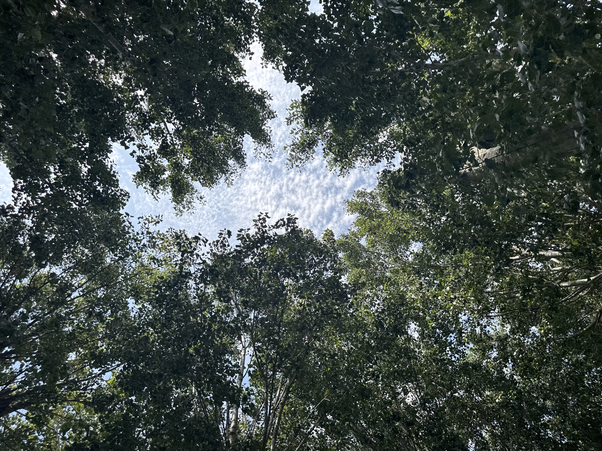 This is a low-angle, vertical shot looking up through the canopy of tall, leafy trees. The leaves are a vibrant green and form a dense ceiling, with patches of bright blue sky visible through the gaps. The sky is dotted with wispy, white clouds, creating a textured pattern against the blue. The light filtering through the leaves suggests it is daytime, likely late morning or early afternoon. The overall impression is one of being immersed in a lush, natural environment. The scene is located in the commune of Estaimpuis, Belgium, a municipality in the Belgian province of Hainaut.