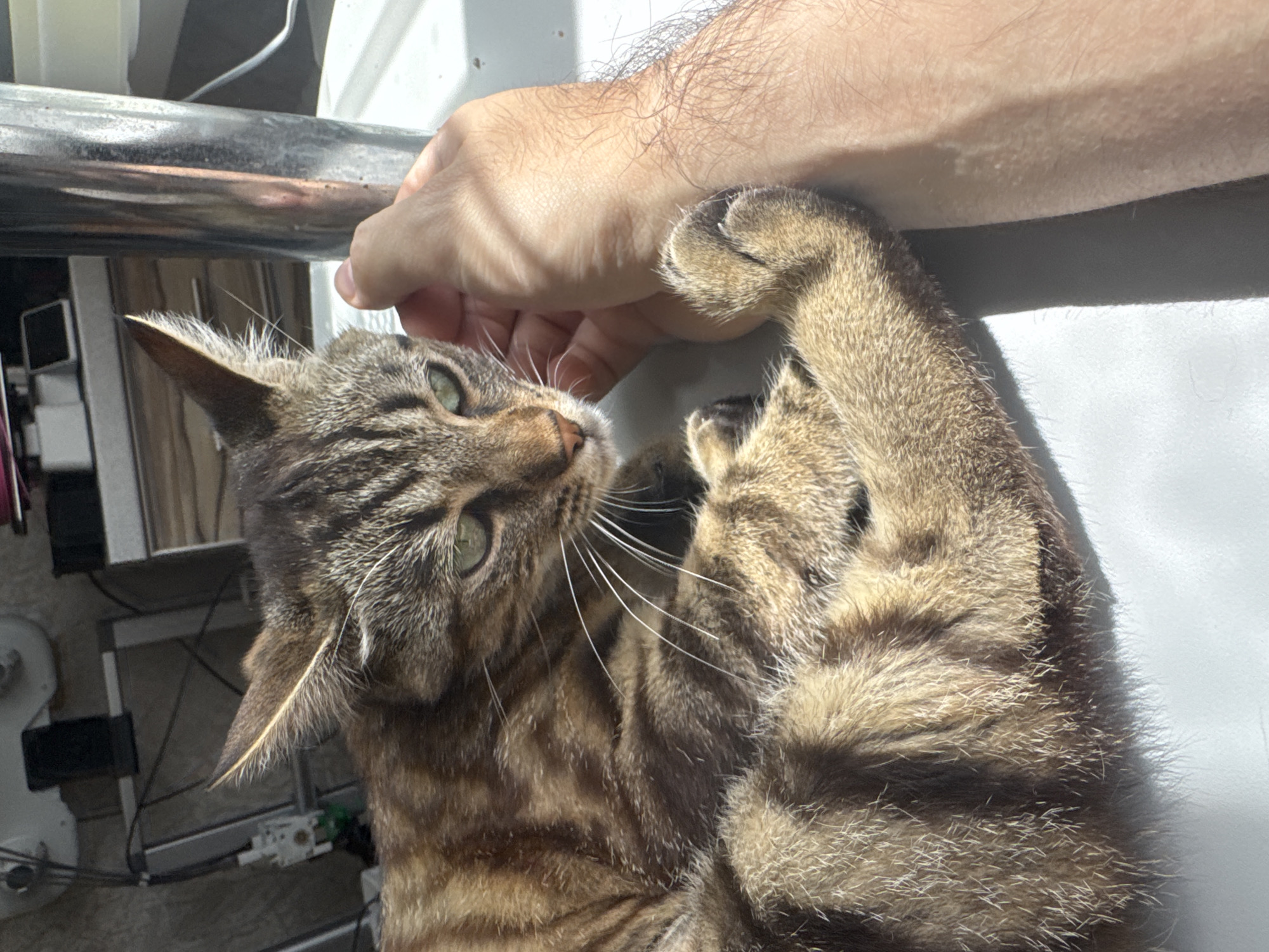 A tabby cat is lying on a white surface, with its head resting on its paws. A person's hand is gently petting the cat's head. The cat has green eyes and brown and black stripes. The background is blurred and appears to be an indoor setting with some equipment visible. There is no indication of the location being in Bila Tserkva, Ukraine.