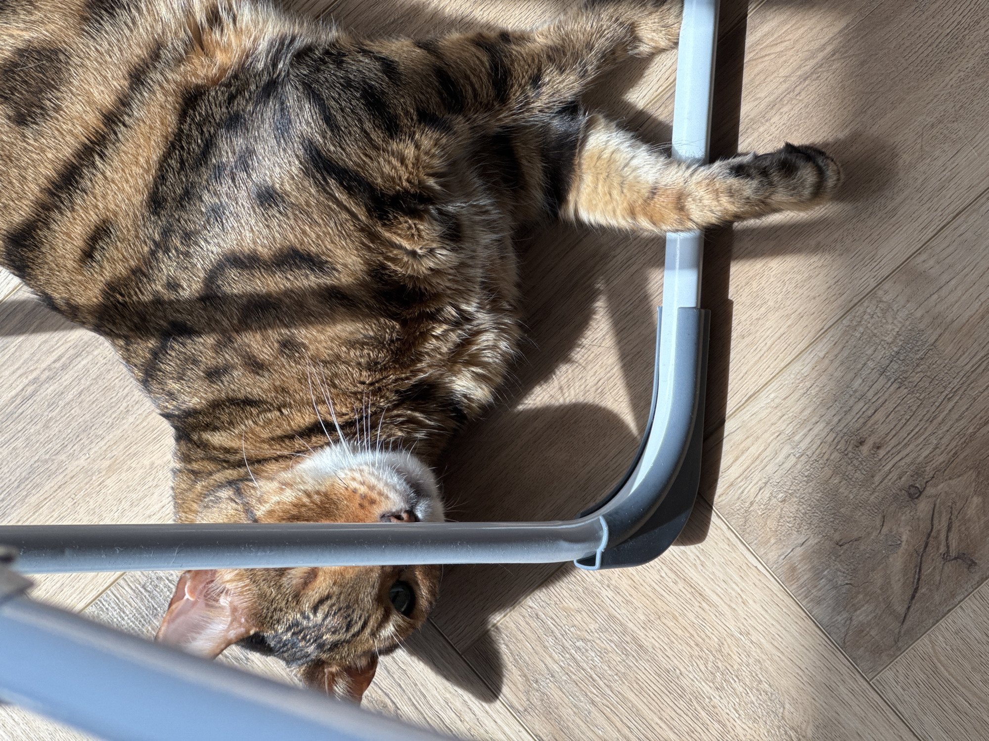 A high-angle shot shows a Bengal cat lying on a light-colored wooden floor. The cat, facing left, is partially obscured by a gray metal frame in the foreground. Sunlight casts shadows of the frame and the cat onto the floor. The cat's fur is a mix of brown and black stripes, and its green eye is visible. One of the cat's front paws is extended forward, resting on the frame.