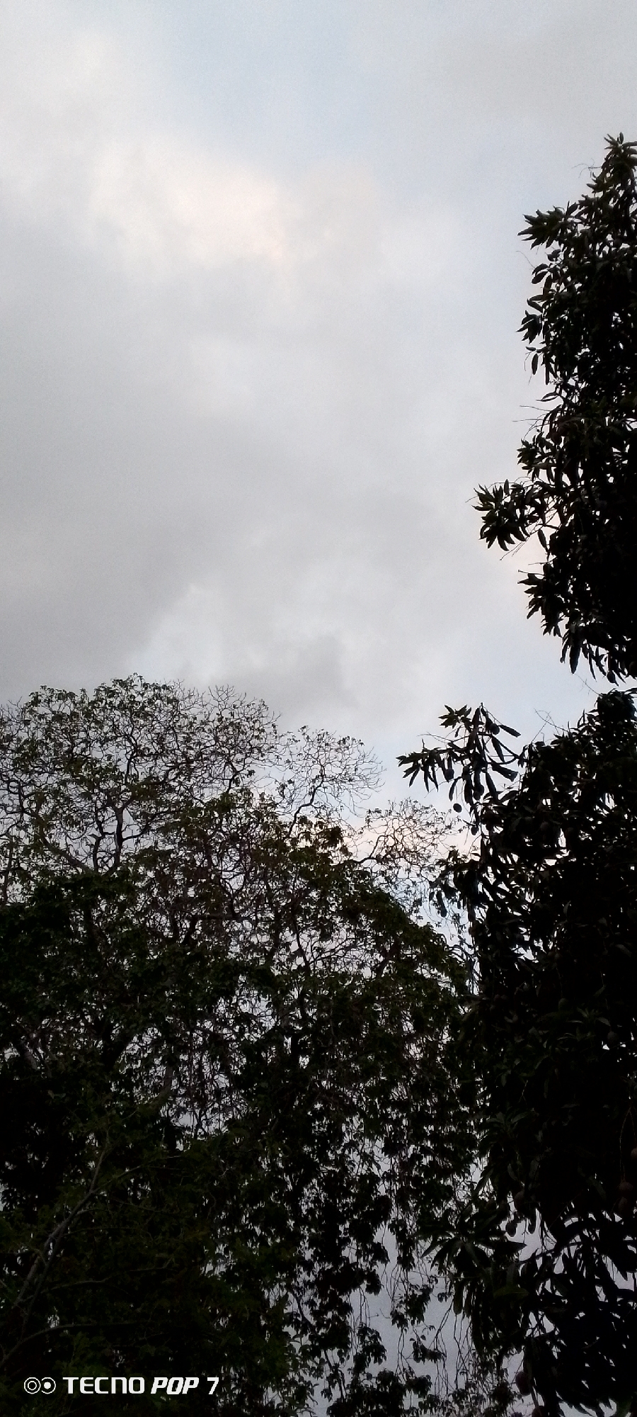 The image shows a cloudy sky over Altagracia, Venezuela. Silhouettes of trees, some with bare branches and others with dense foliage, frame the sky. The overall scene is dark, likely due to the overcast conditions. The lower left corner of the image contains a watermark reading "TECNO POP 7."