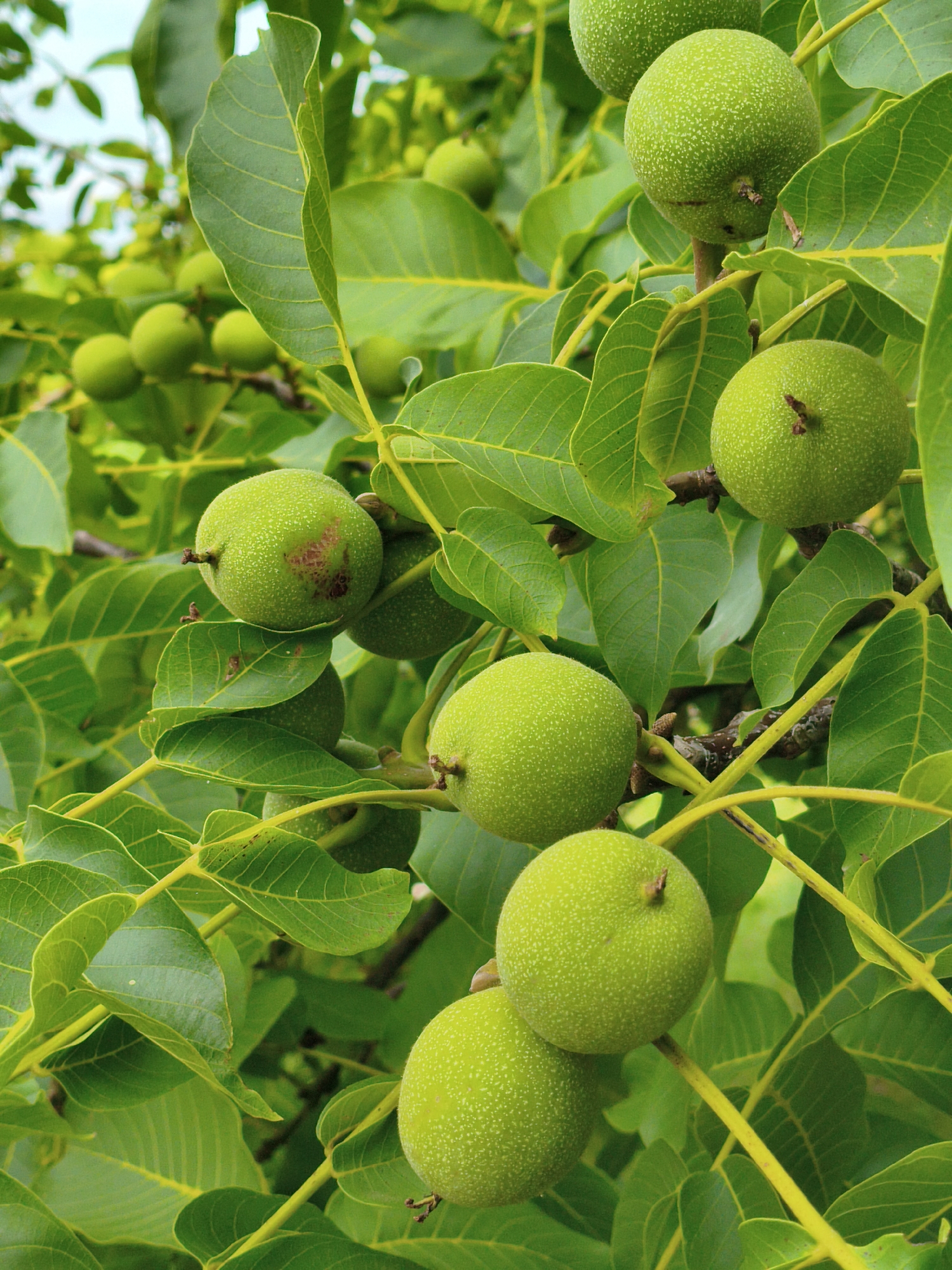 The image is a close-up shot of a walnut tree branch, laden with several unripe green walnuts. The walnuts are spherical and have a fuzzy, textured surface with small white speckles. They are clustered together, some singly and some in small groups, on the branch amidst a profusion of lush green leaves. The leaves are large, with prominent veins, and vary in shade from bright to deep green. The branches themselves are brown and woody, with some thinner, bright green stems extending to support the fruit. The background is softly blurred, suggesting a natural outdoor setting with hints of a bright sky and more foliage. The overall impression is one of natural growth and fruitfulness. The image does not contain any information that allows for the determination of its location within the city of Szczecin, Poland.