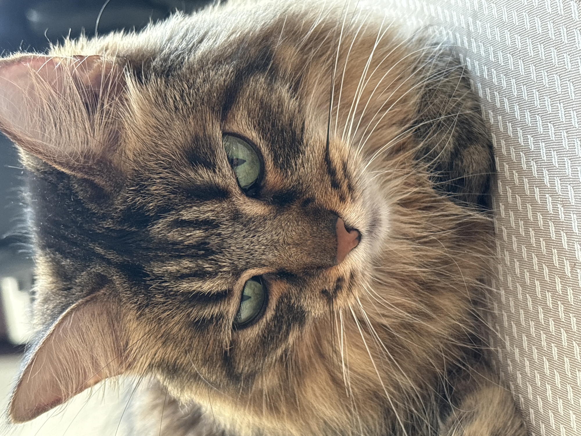 This is a close-up, eye-level, indoor shot of a long-haired tabby cat resting on a textured surface. The cat's fur is a mix of brown, black, and ginger tones, with prominent tabby markings on its face and body. Its eyes are a striking green, and its ears are perked forward. The lighting appears to be natural, coming from the right side of the frame, casting soft shadows and highlighting the cat's features. The background is softly blurred, suggesting it is out of focus. There are no people or any discernible elements that would place the scene in a specific city or country, including Babruysk, Belarus. The image focuses solely on the cat and its immediate surroundings.