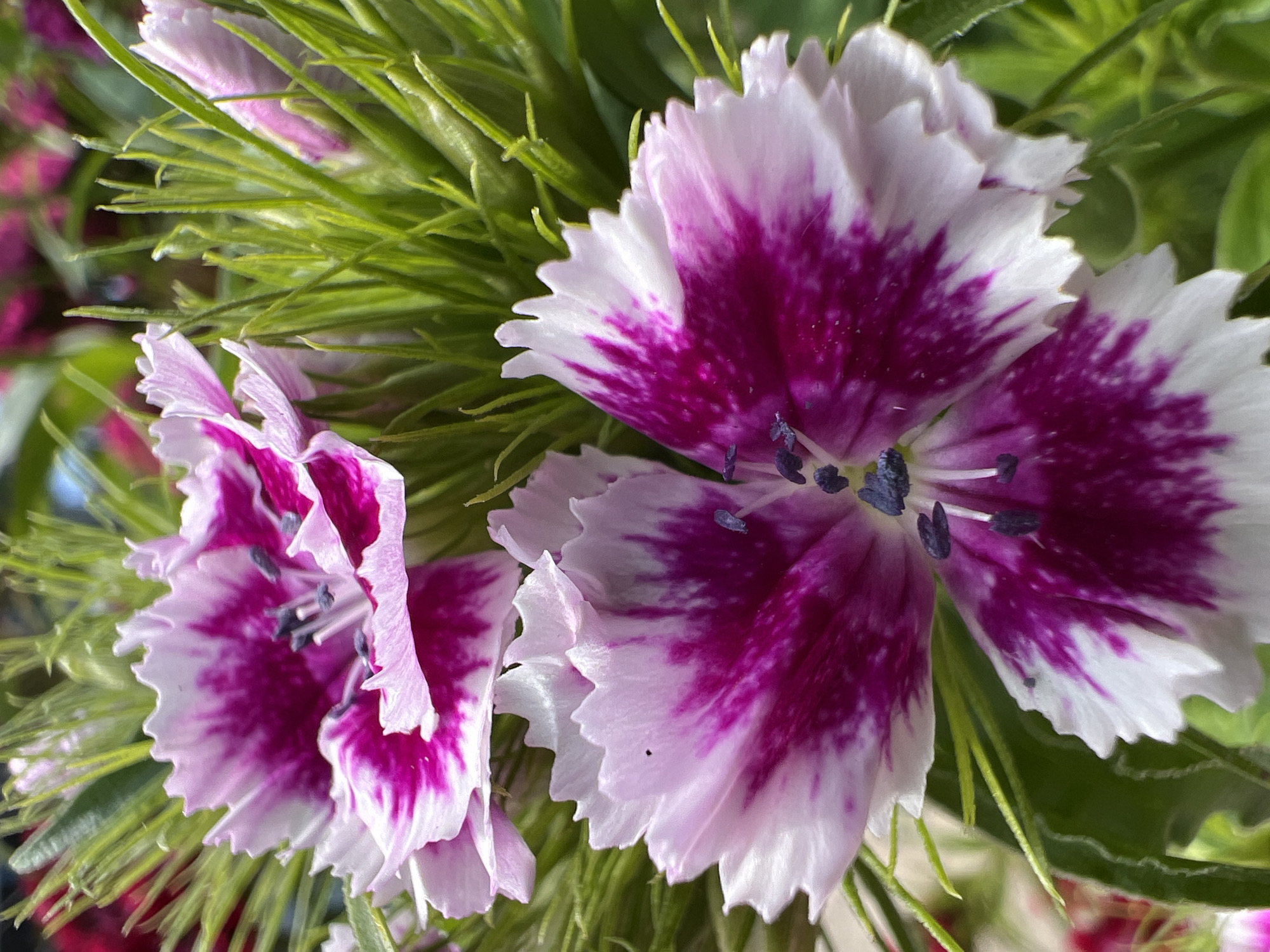 The image shows two Sweet William flowers (Dianthus barbatus) in close-up. The petals are white with a purple-magenta pattern concentrated towards the center. The flower petals have a serrated, fringed edge. Green foliage surrounds the flowers. The location is not discernable from the image. No people, actions, or interactions are visible.