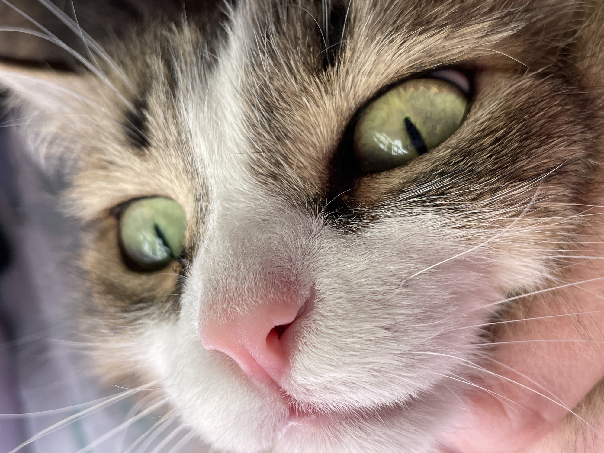 A close-up photograph depicts the face of a cat. The cat has white, brown, and gray fur. Its eyes are a light green color with vertical pupils. The cat's nose is pink. There is no indication of location in the city of Izhevsk, Russia.