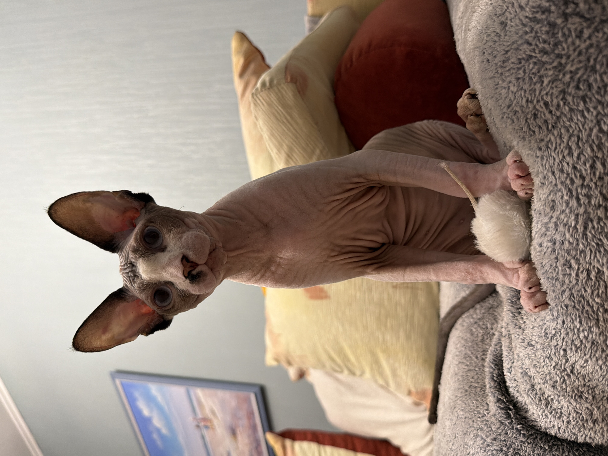 A Sphynx cat is sitting on a grey, fuzzy blanket. The cat is looking directly at the camera with its large, blue eyes. Its skin is pinkish-grey and wrinkled. The cat has large, pointed ears and a short tail. In front of the cat is a white, fluffy toy. Behind the cat are several pillows, some yellow and some red. There is a framed painting on the wall in the background, depicting a beach scene.